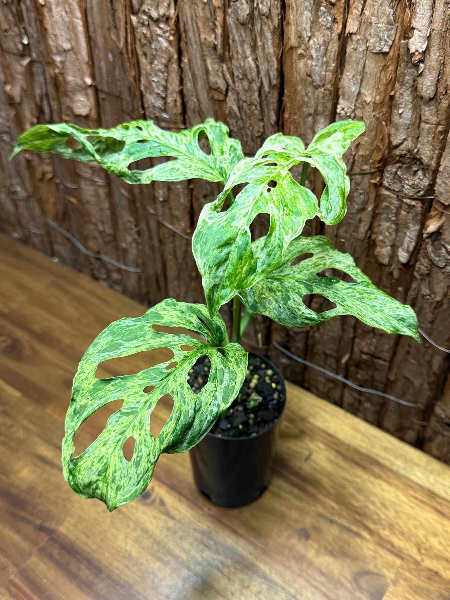 Monstera adansoni Mottled Mint