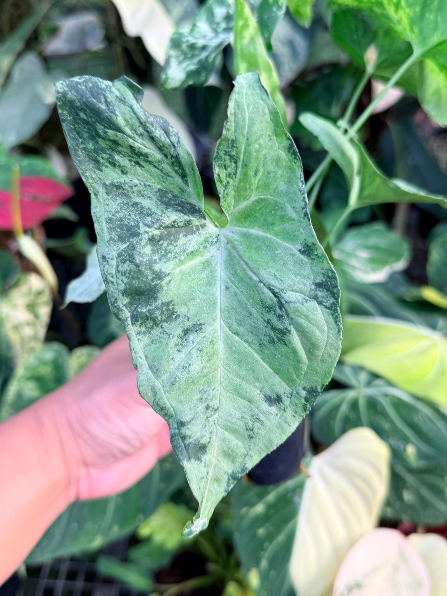 Syngonium 'Confetti Tricolor' P40