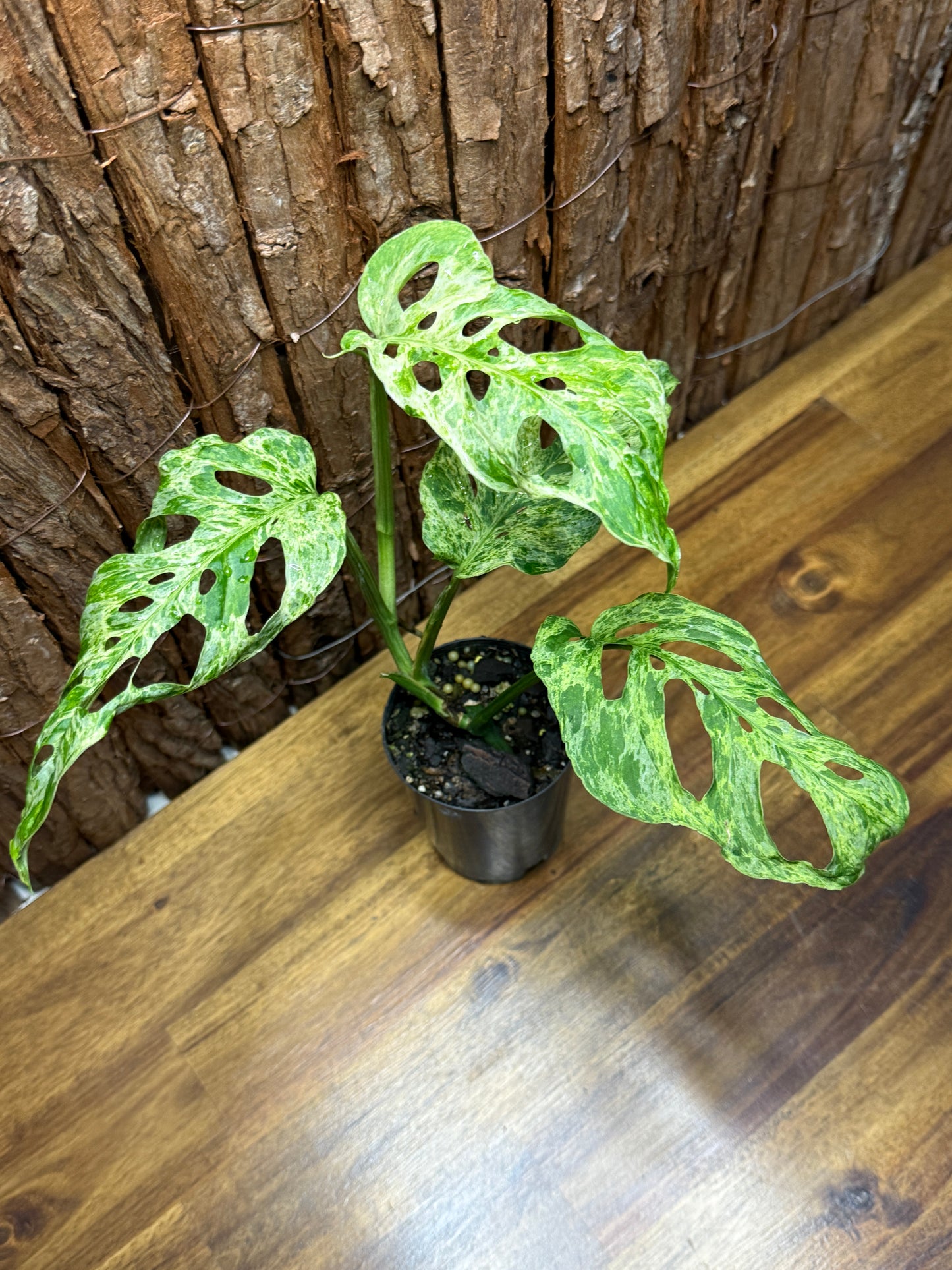 Monstera adansoni Mottled Mint