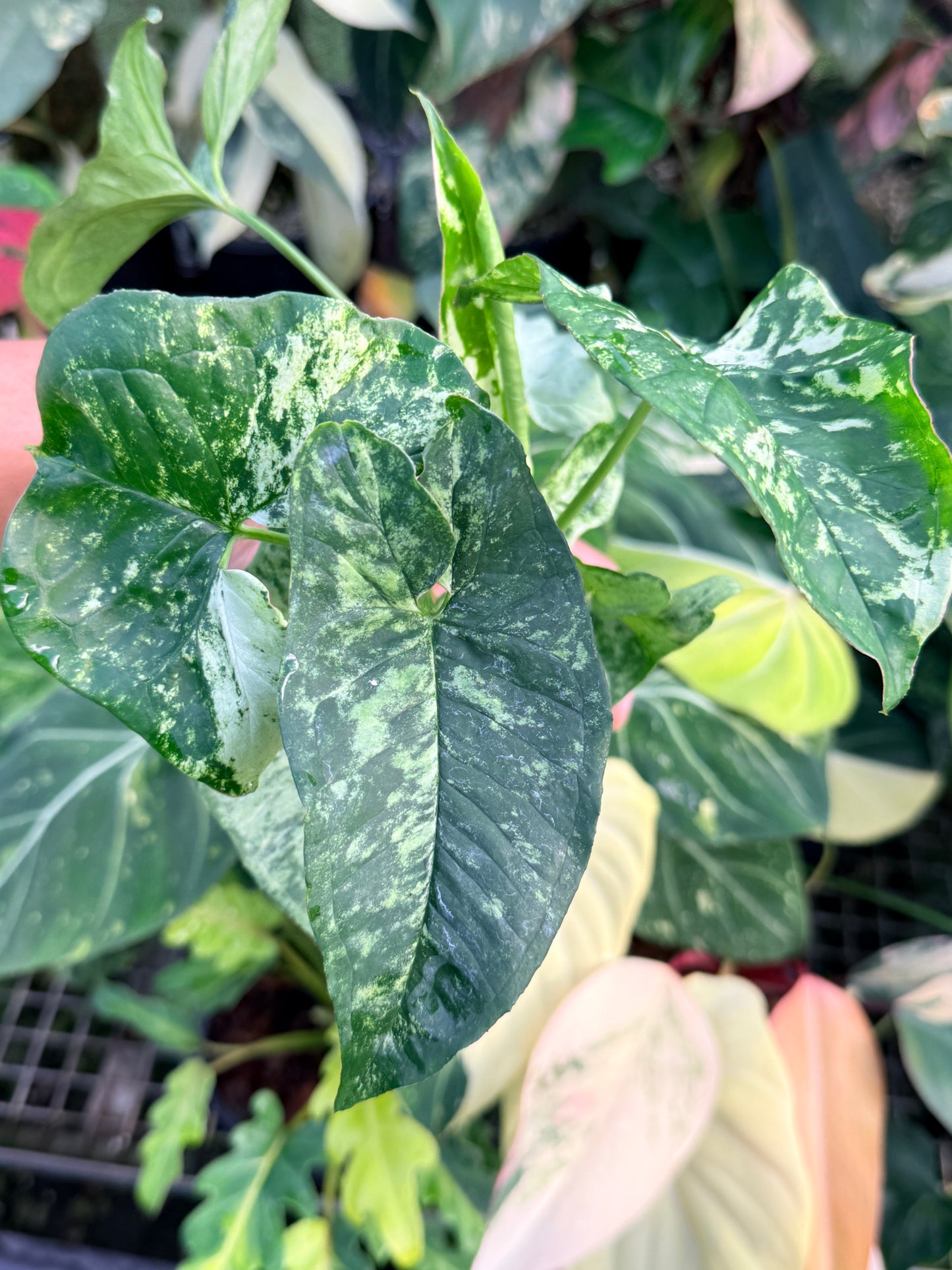 Syngonium 'Confetti Tricolor' P40