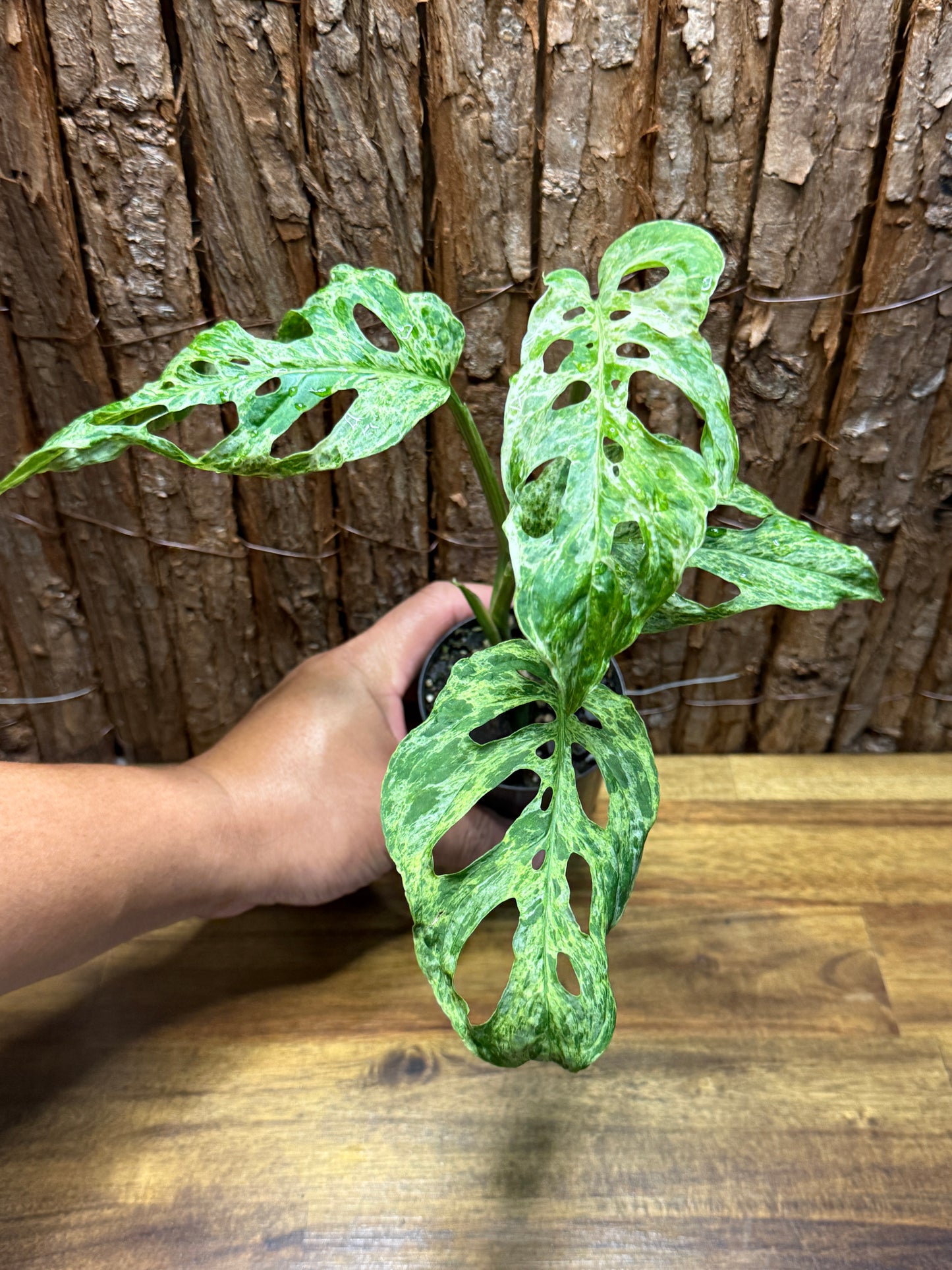 Monstera adansoni Mottled Mint