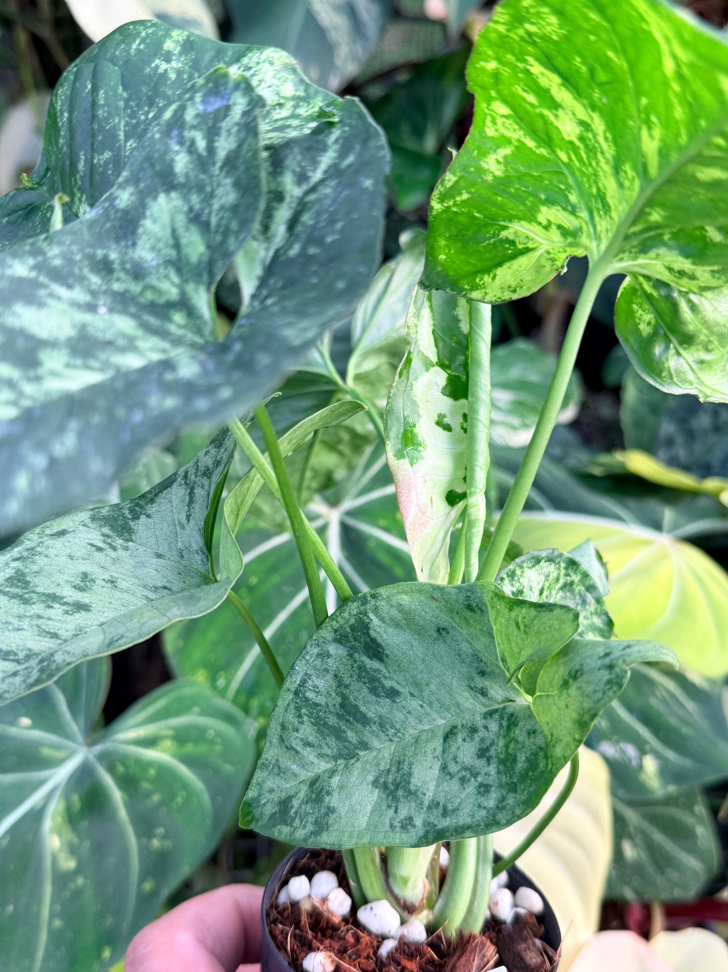 Syngonium 'Confetti Tricolor' P40