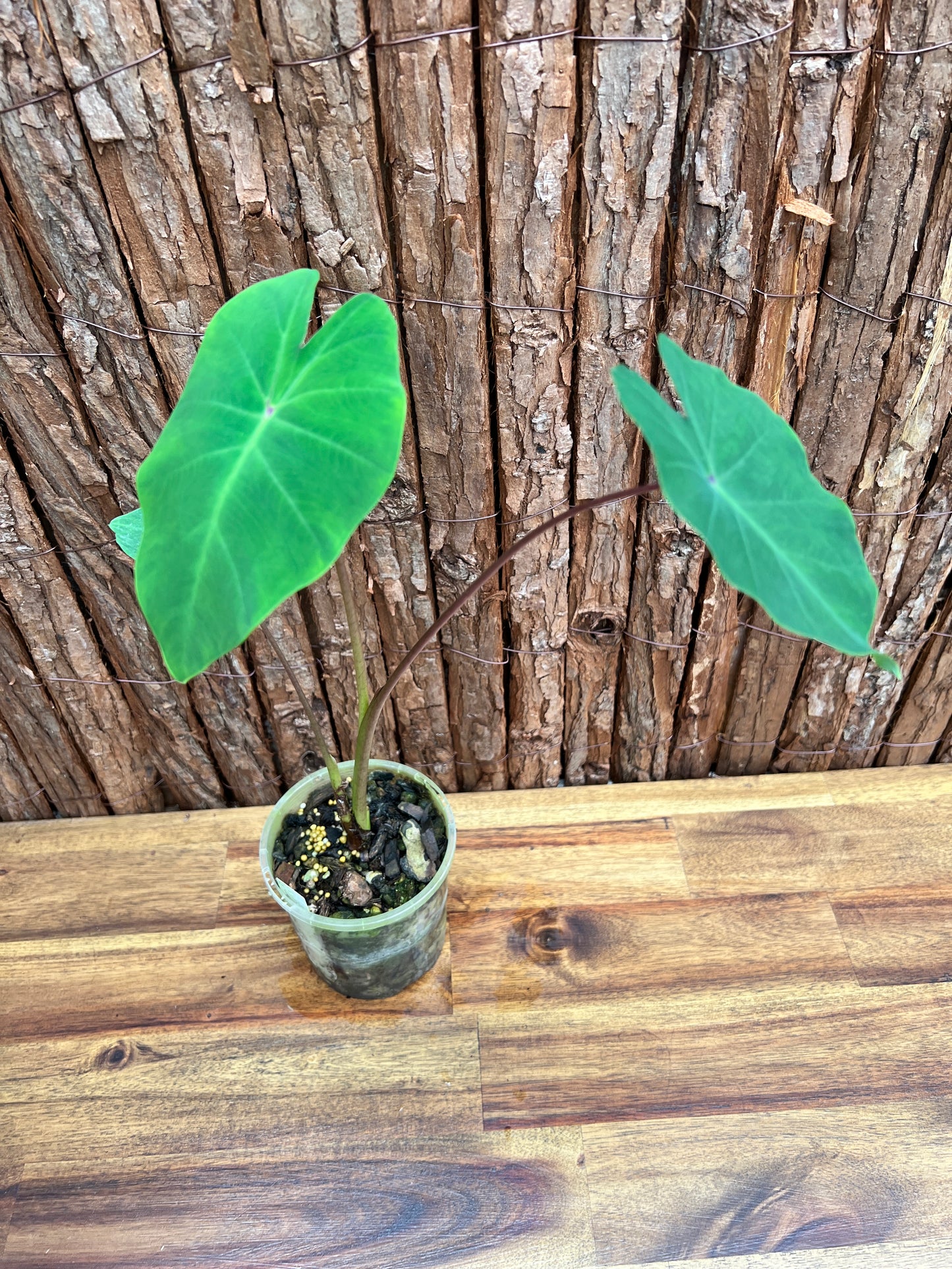 Colocasia Queen of Phoenix B305