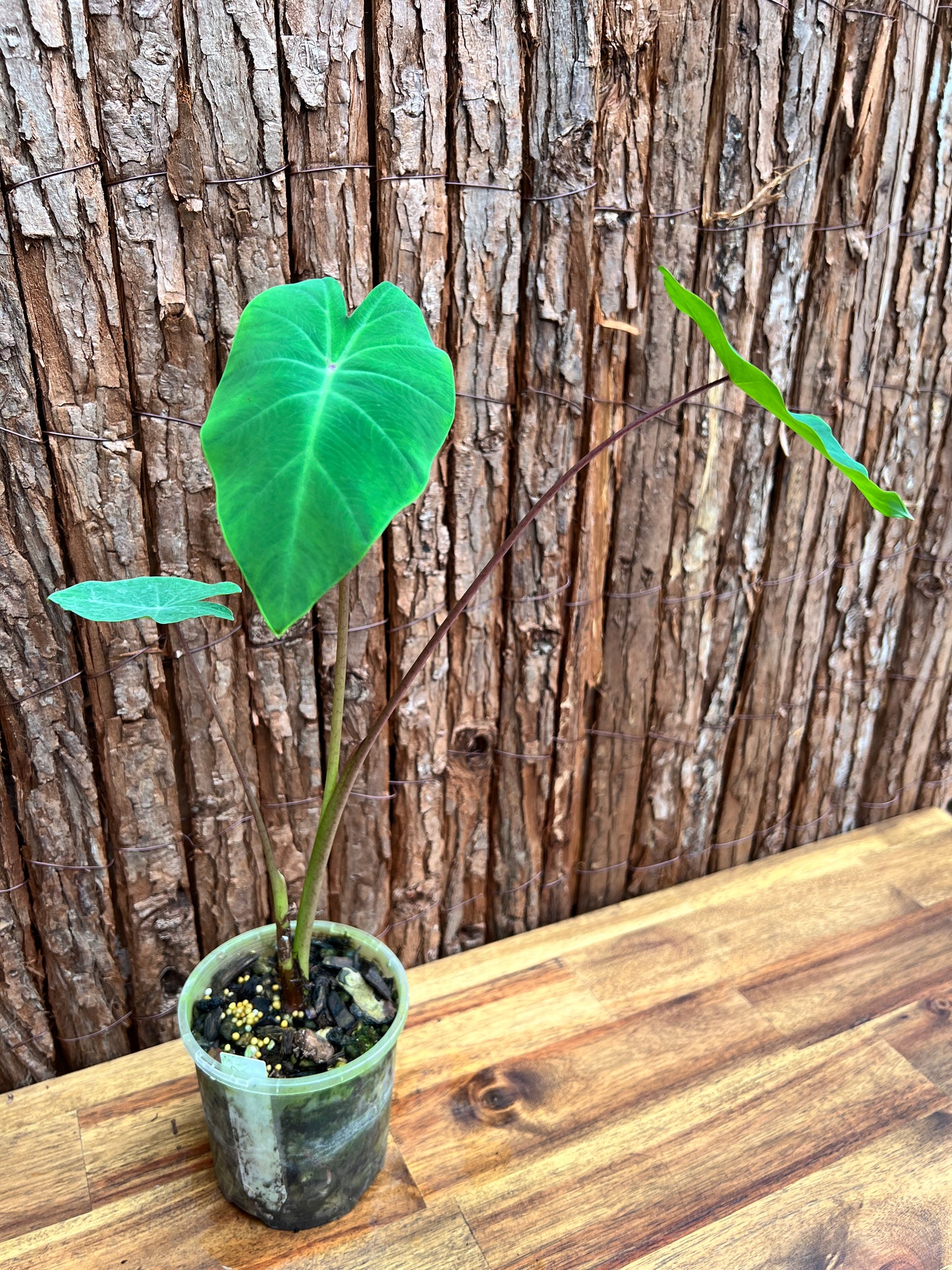 Colocasia Queen of Phoenix B305