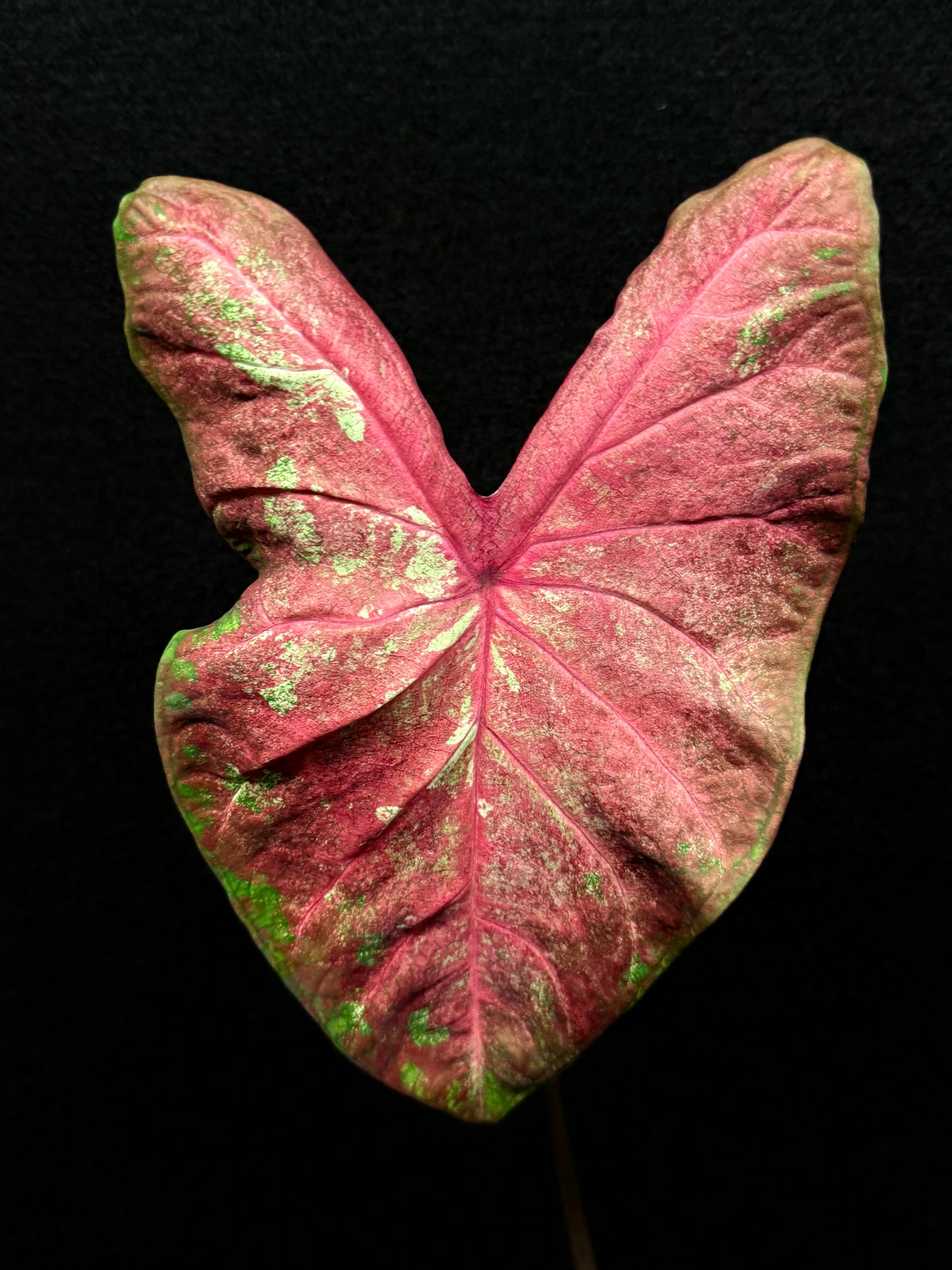 Caladium Hybrid E22