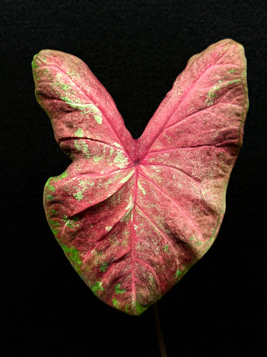 Caladium Hybrid E22