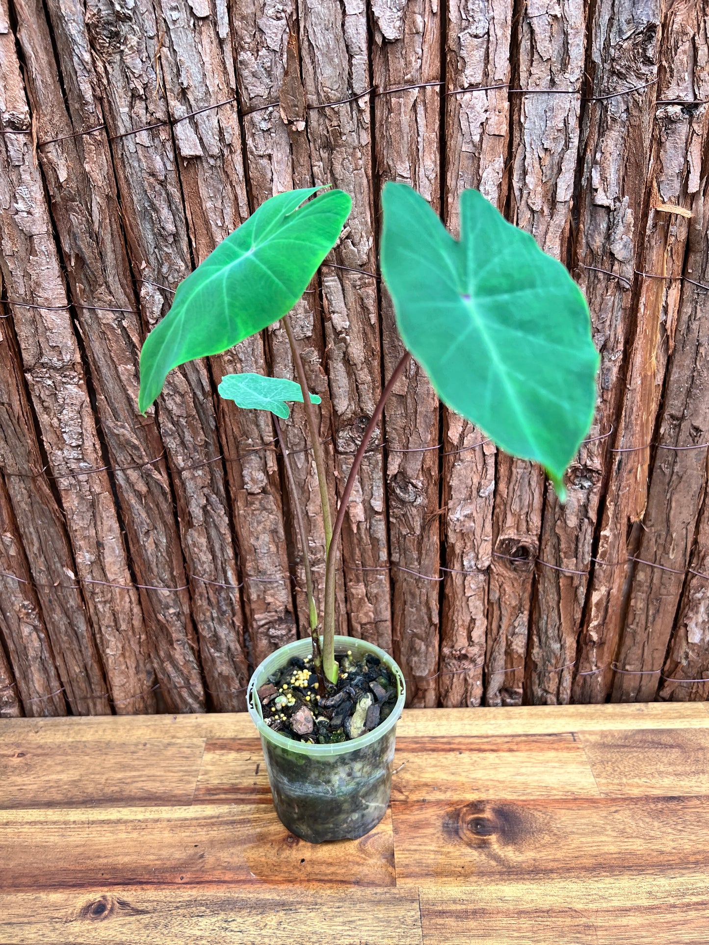 Colocasia Queen of Phoenix B305