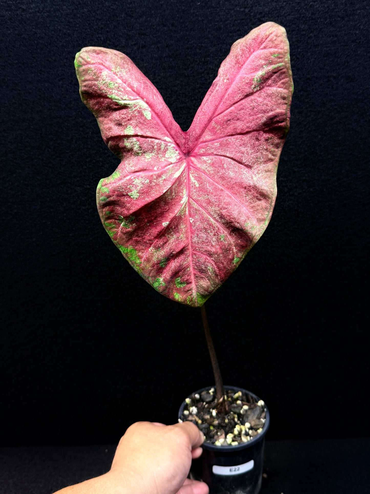 Caladium Hybrid E22