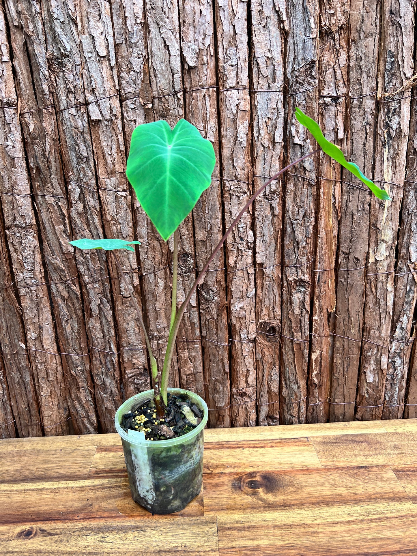 Colocasia Queen of Phoenix B305