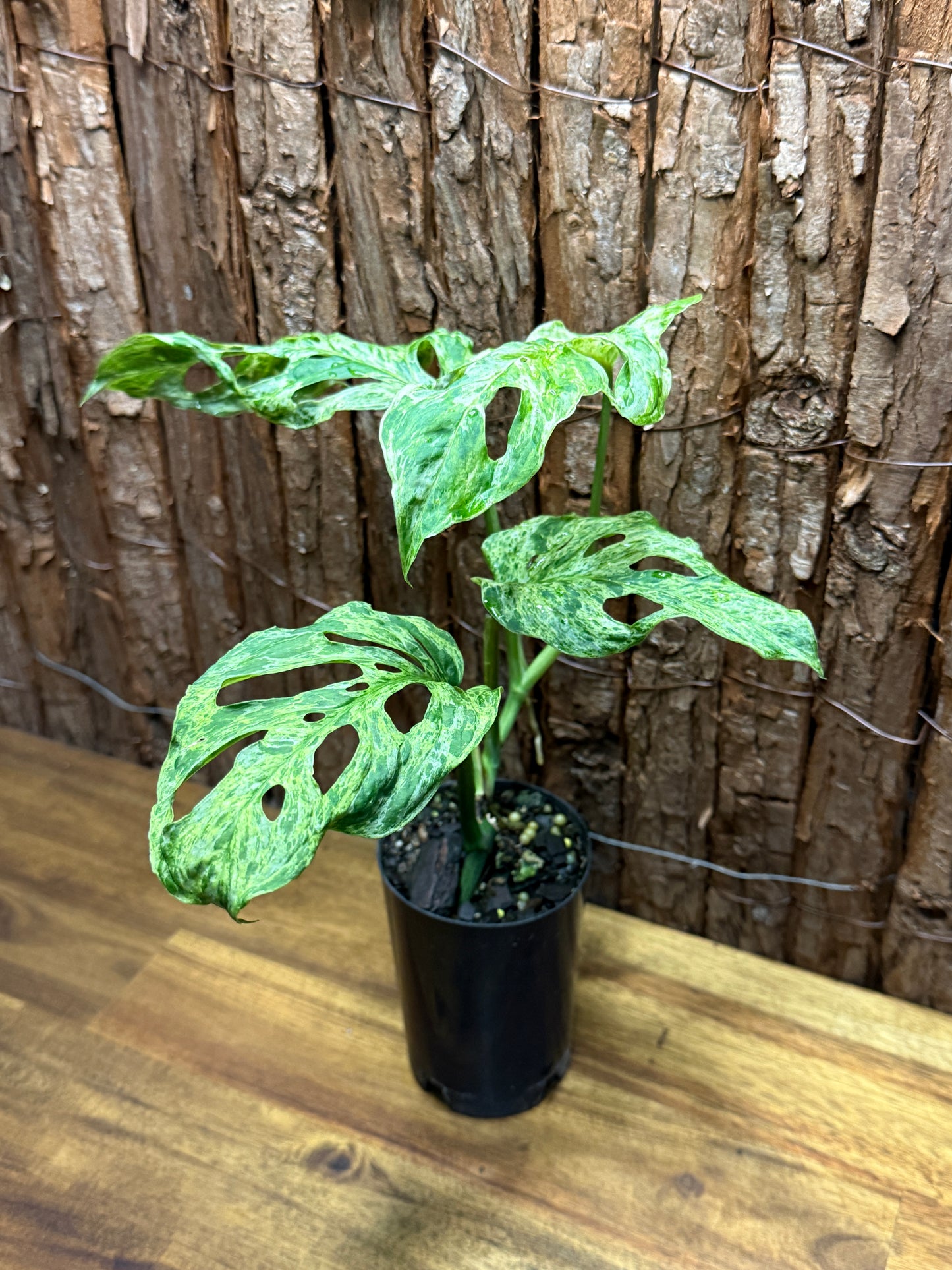 Monstera adansoni Mottled Mint