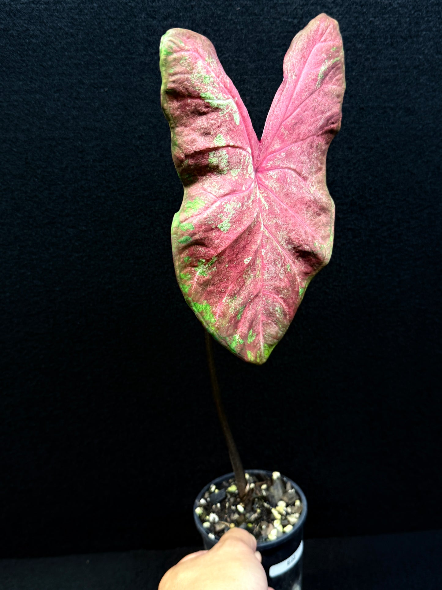 Caladium Hybrid E22