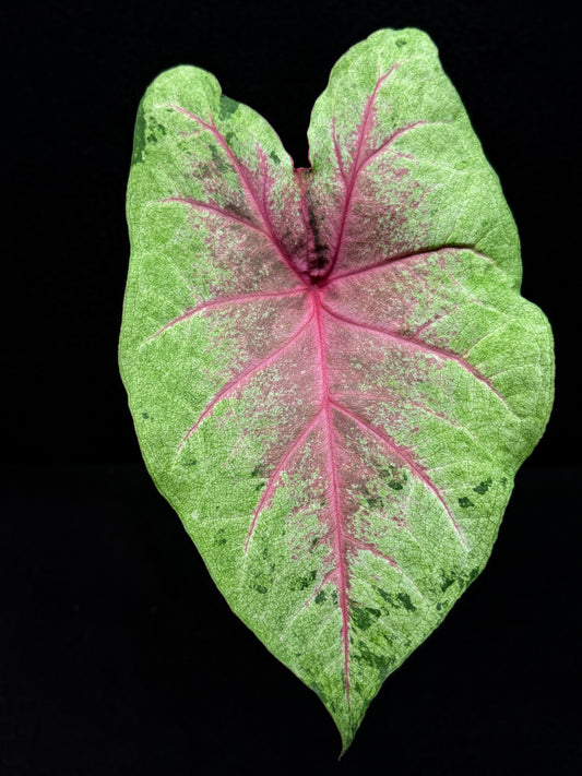 Caladium Hybrid E28