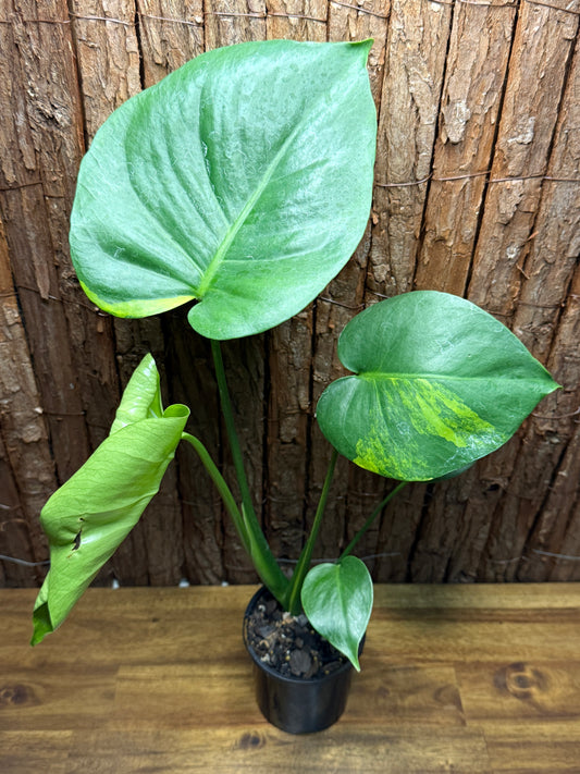 Monstera deliciosa with Yellow Sport Variegation I66