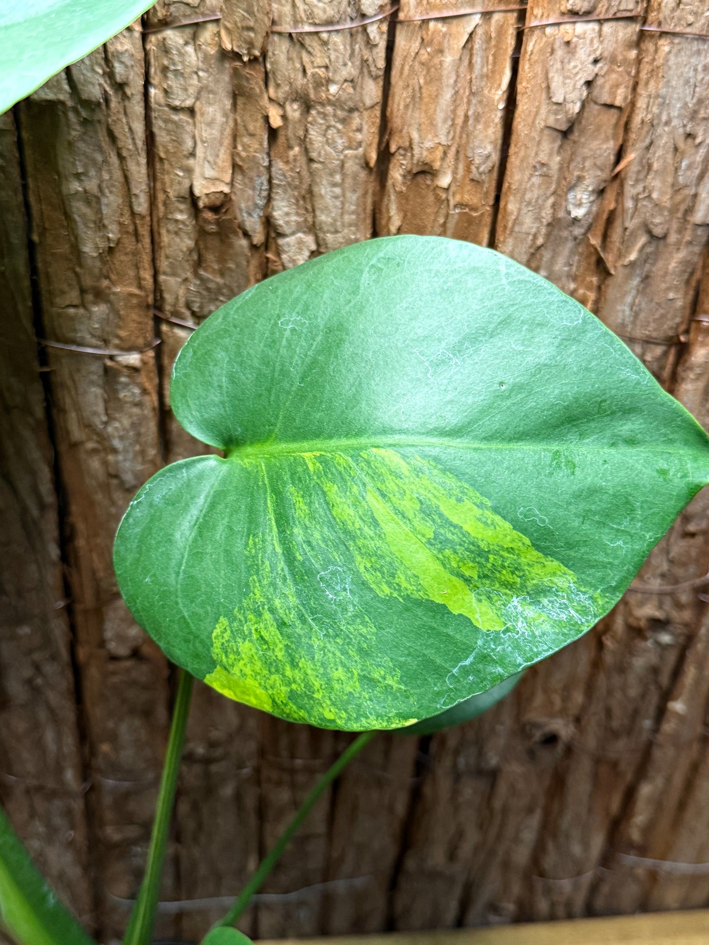 Monstera deliciosa with Yellow Sport Variegation I66