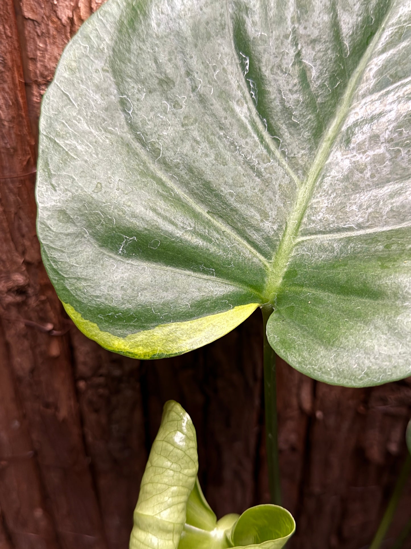 Monstera deliciosa with Yellow Sport Variegation I66