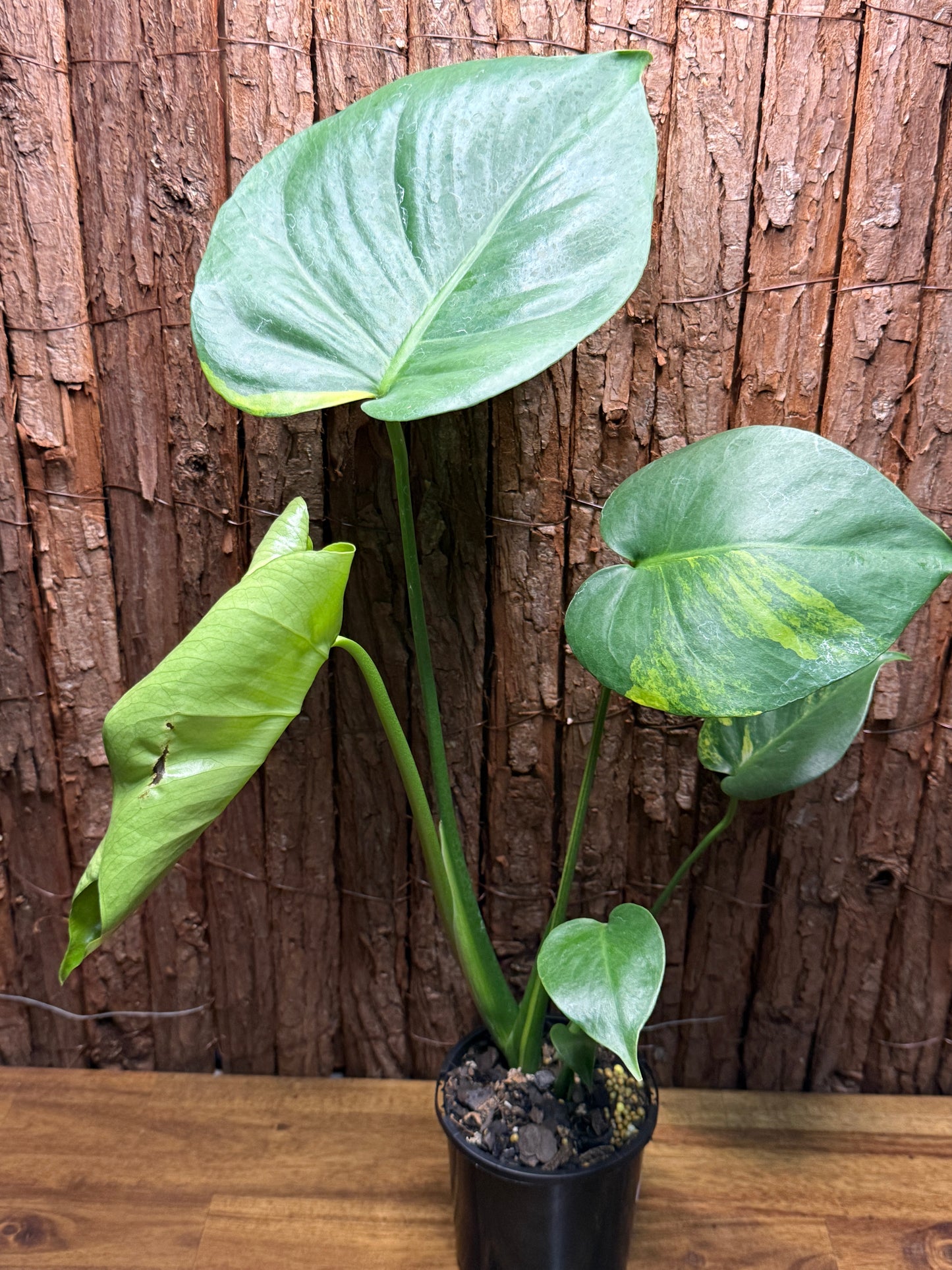 Monstera deliciosa with Yellow Sport Variegation I66