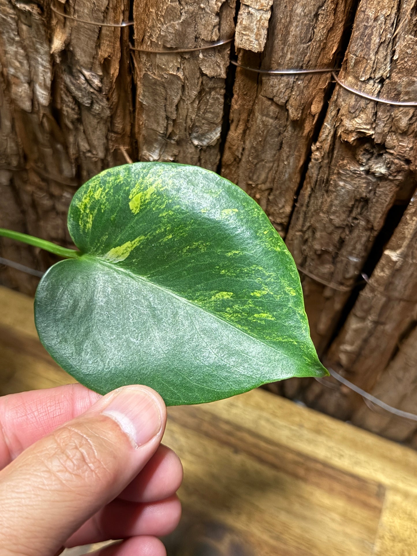 Monstera deliciosa with Yellow Sport Variegation I66