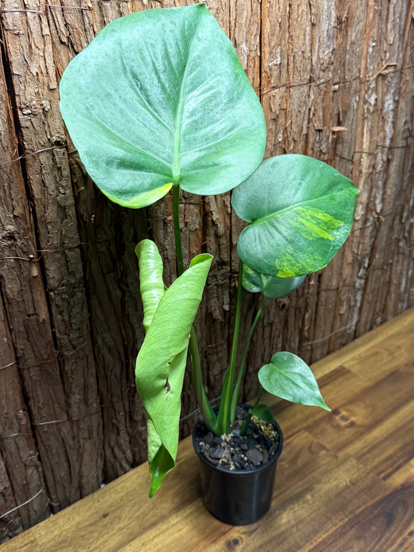 Monstera deliciosa with Yellow Sport Variegation I66