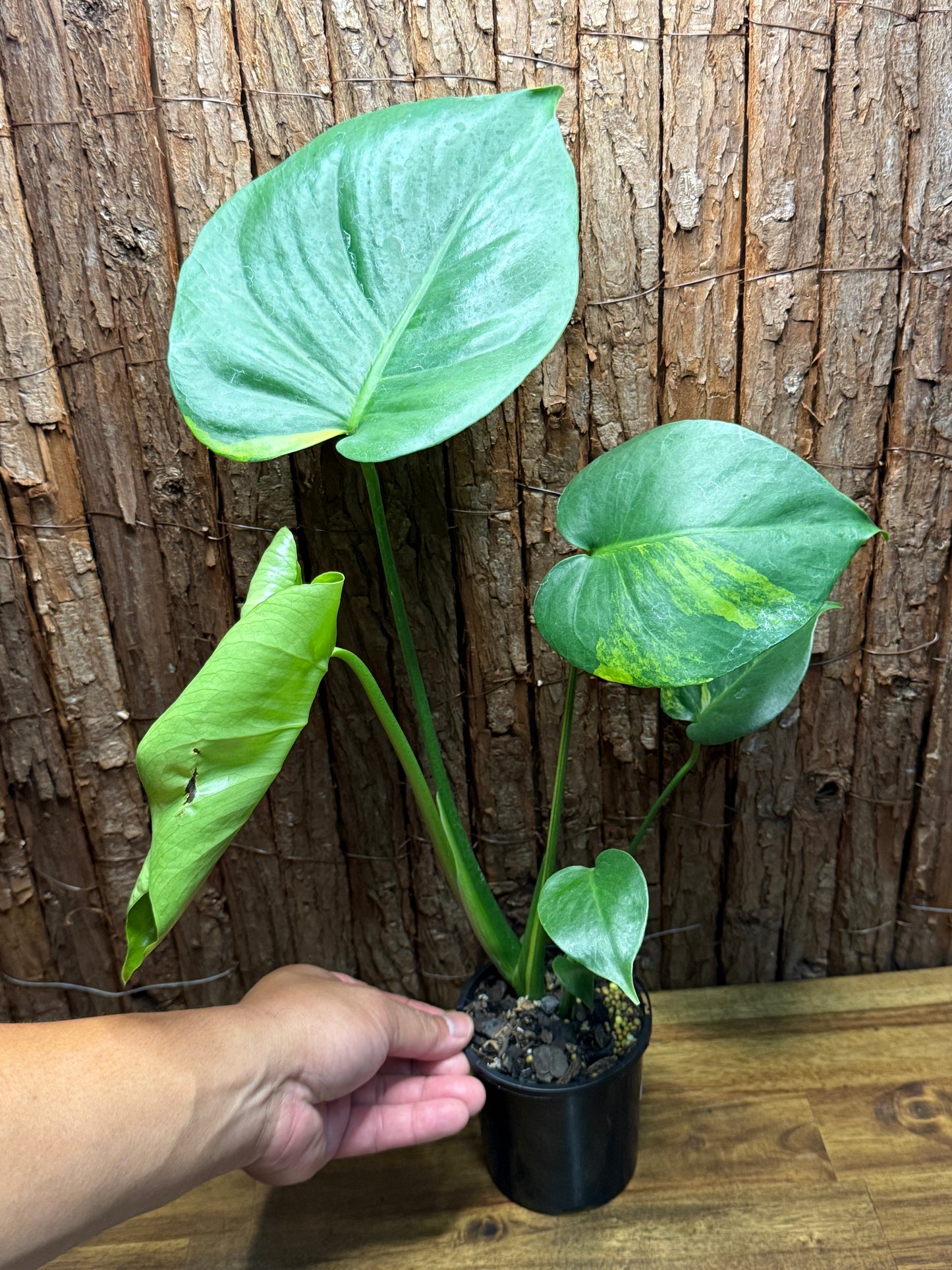 Monstera deliciosa with Yellow Sport Variegation I66