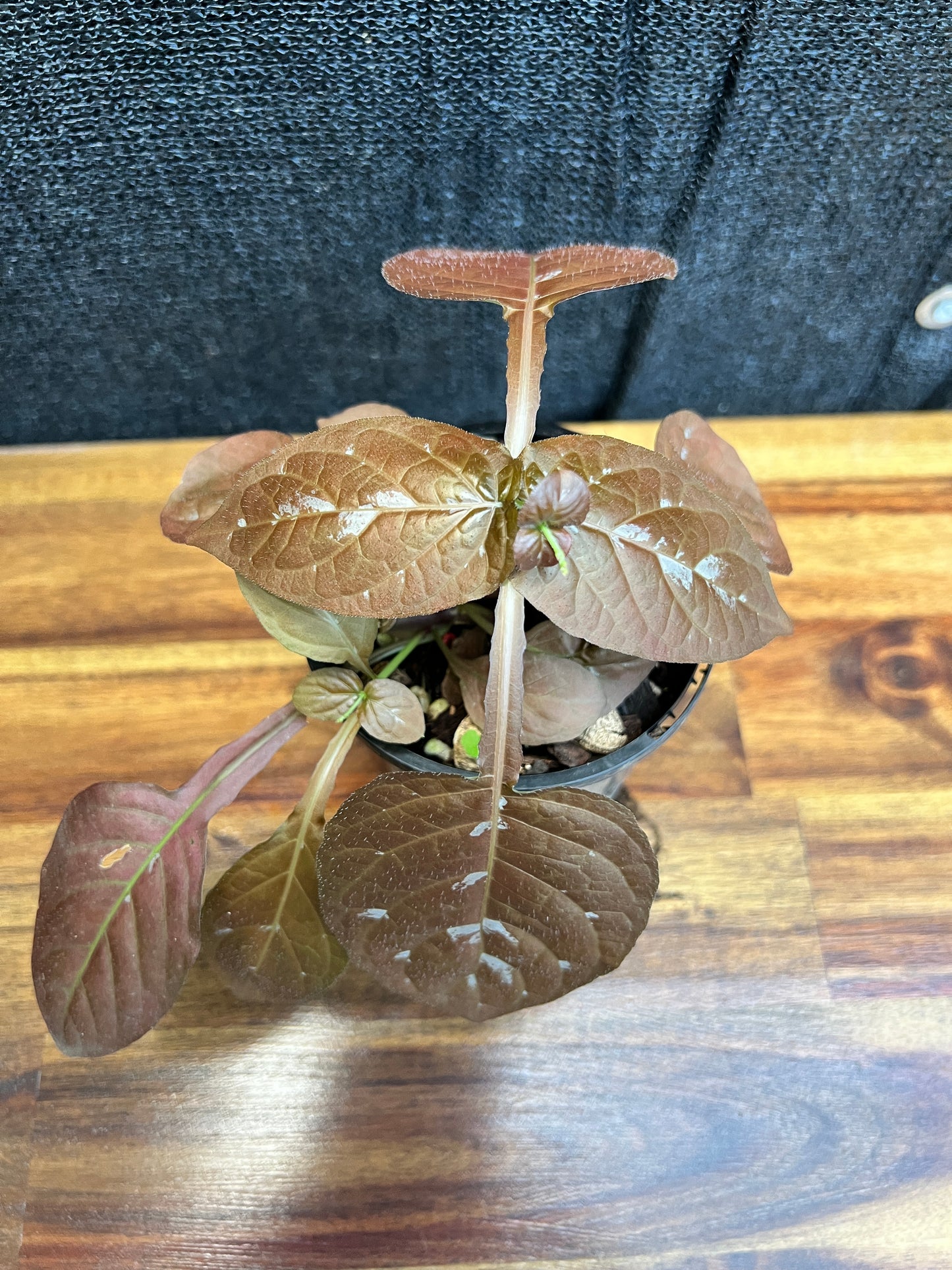 Pseuderanthemum alatum ‘Chocolate Plant’ W13