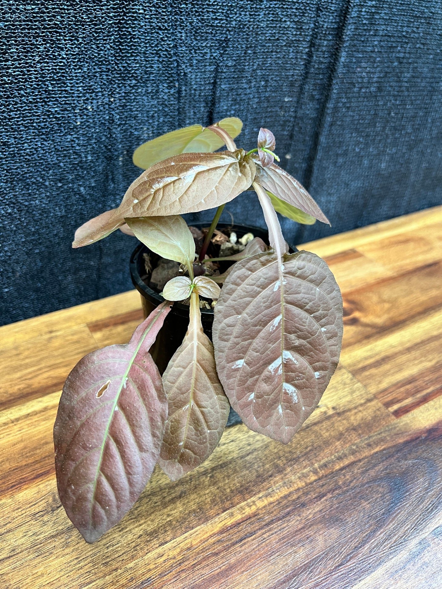 Pseuderanthemum alatum ‘Chocolate Plant’ W13