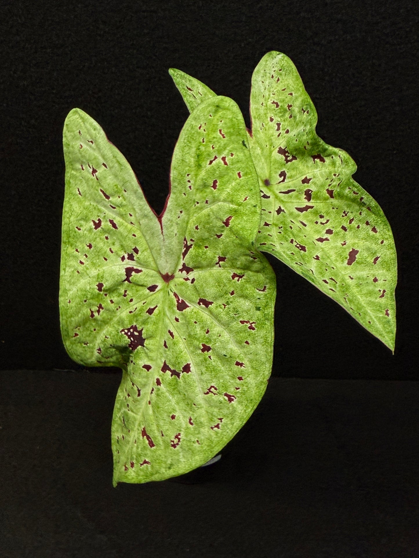 Caladium Hybrid E26