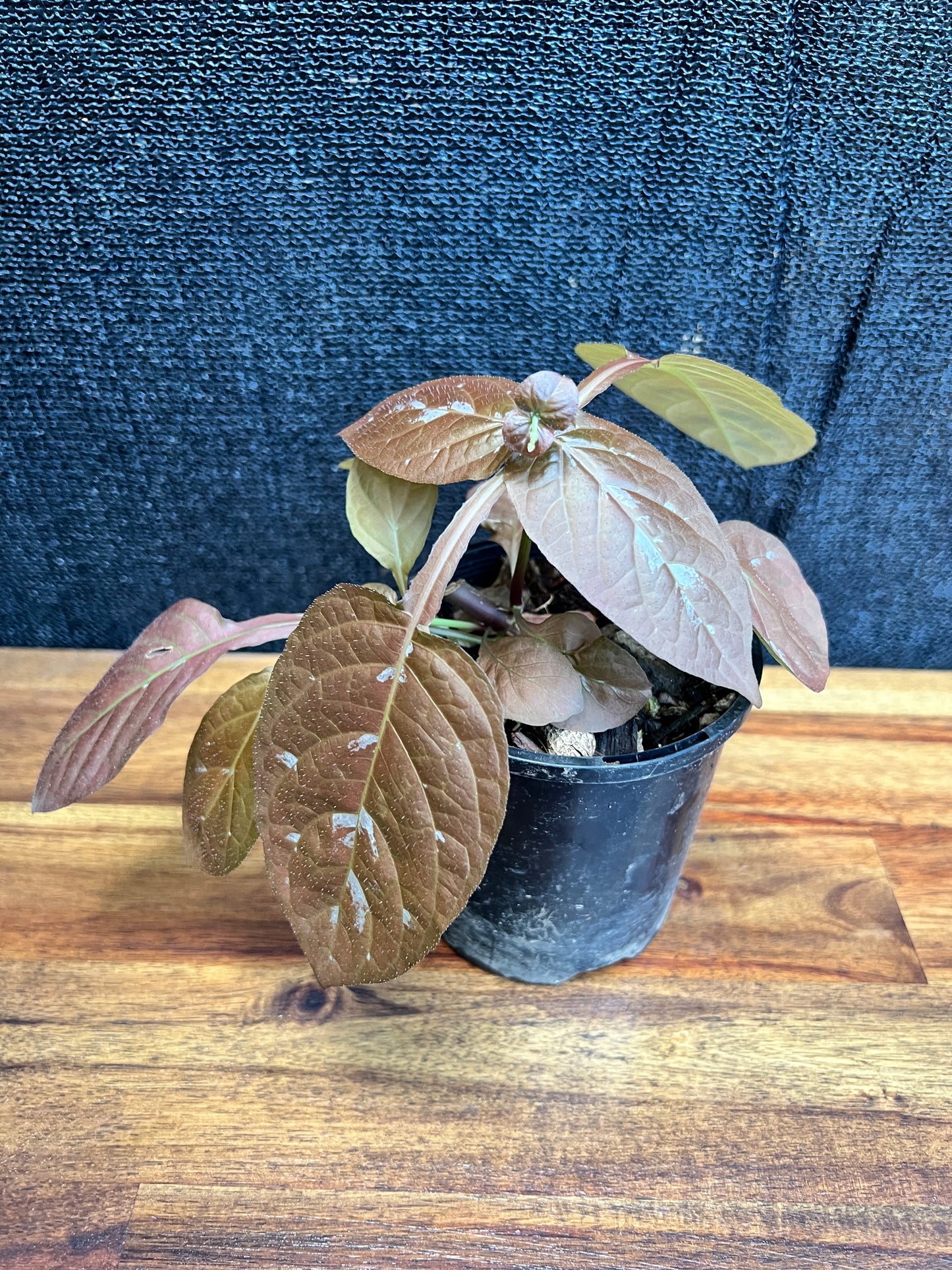 Pseuderanthemum alatum ‘Chocolate Plant’ W13