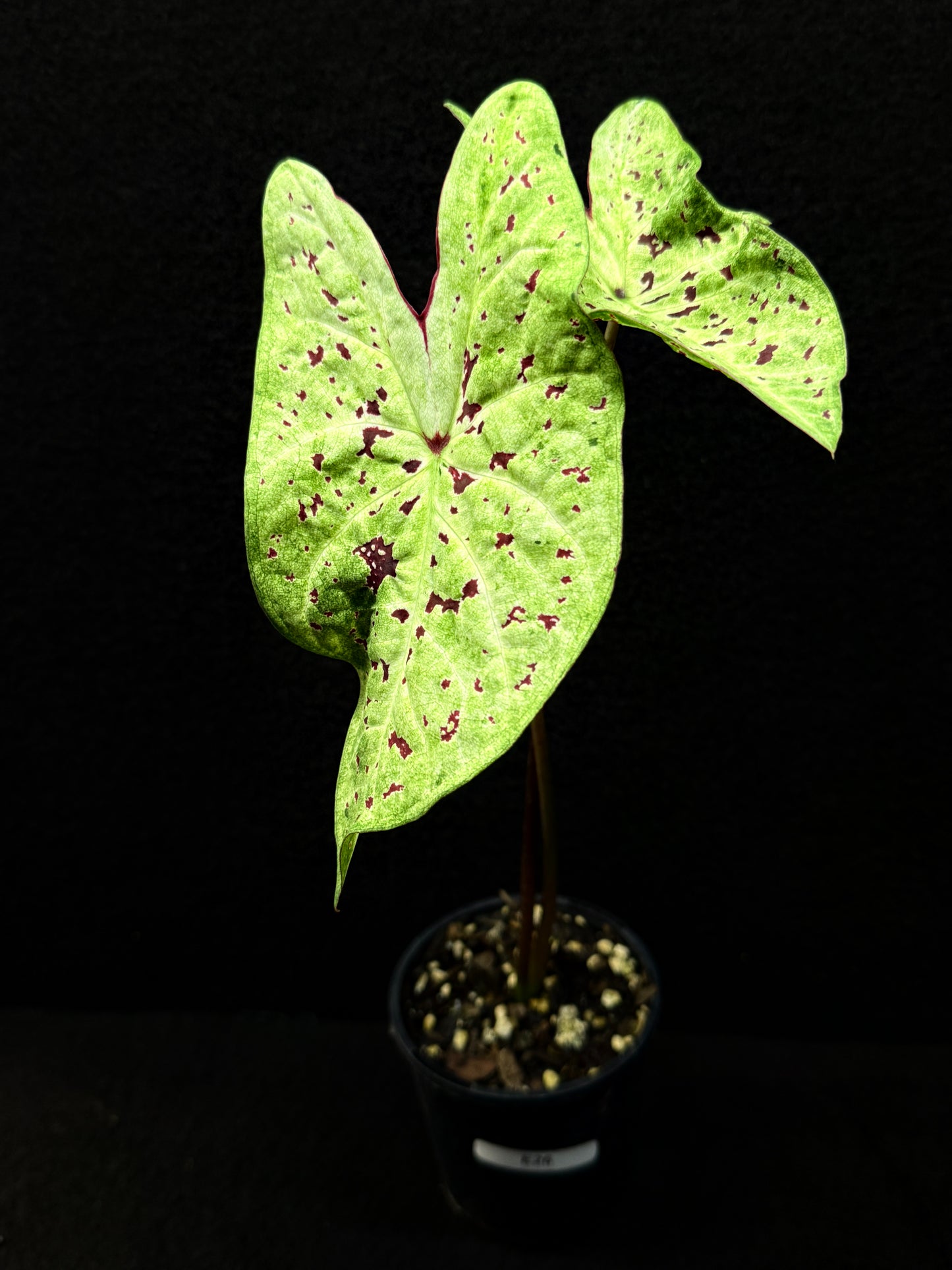Caladium Hybrid E26