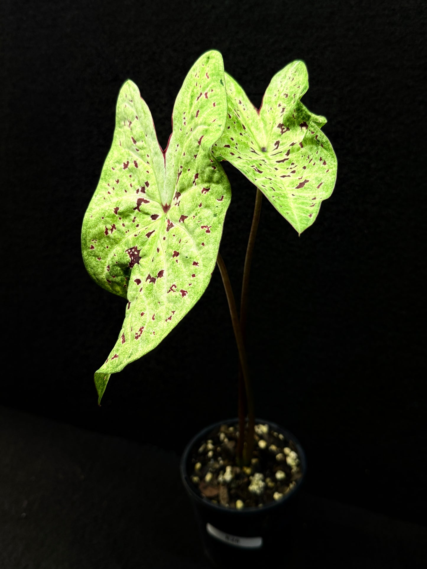 Caladium Hybrid E26