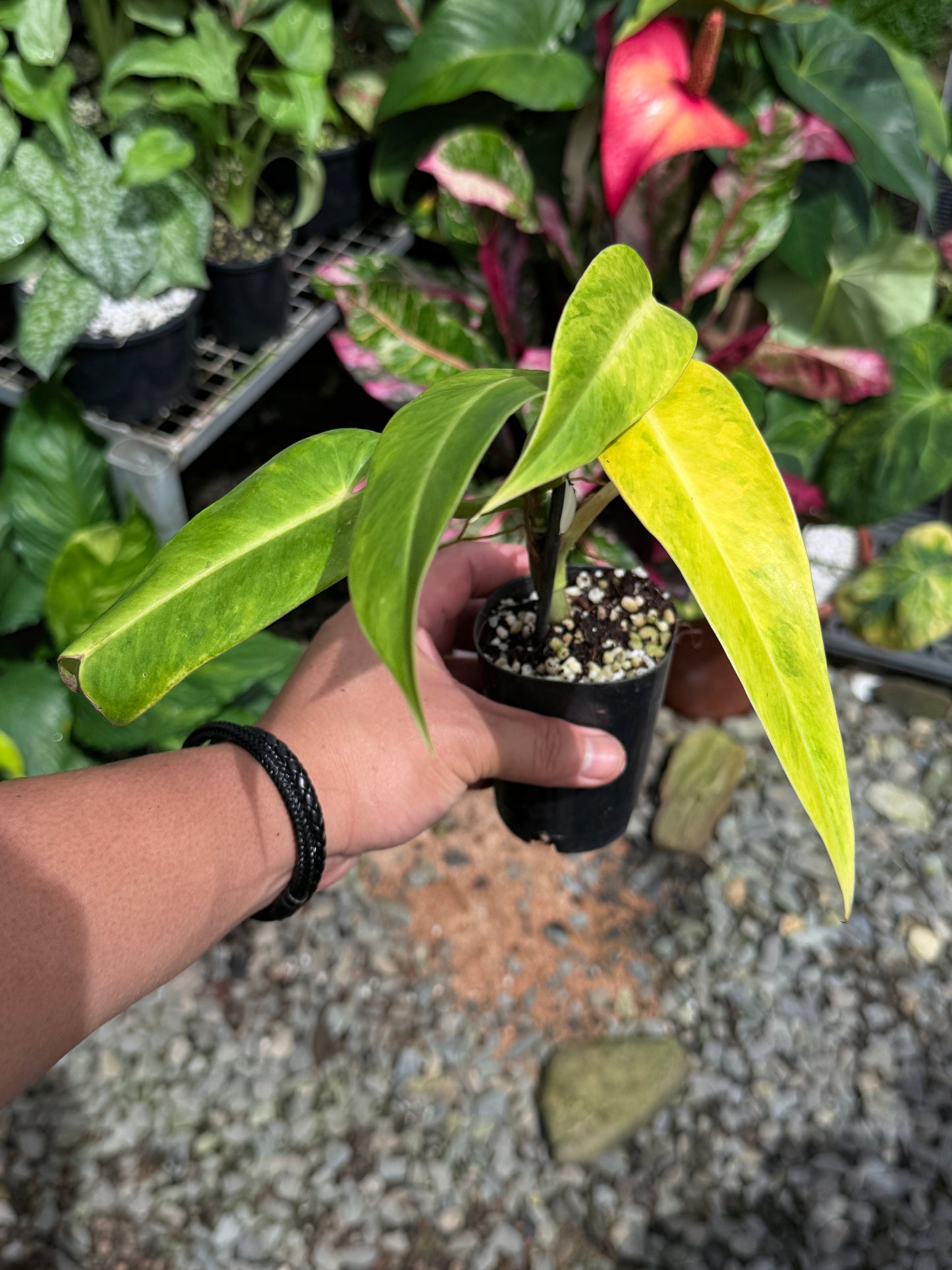 Philodendron 'Lemon Twist' J29
