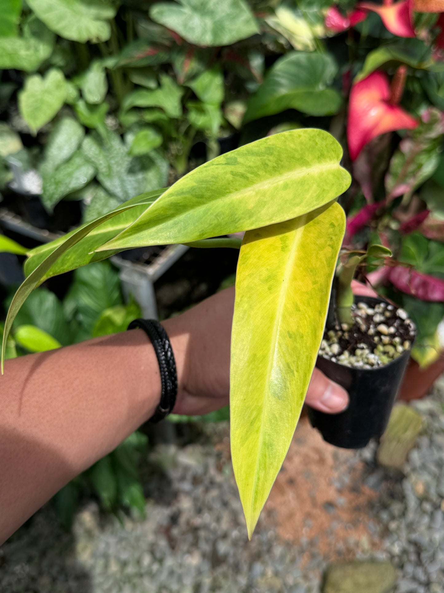 Philodendron 'Lemon Twist' J29