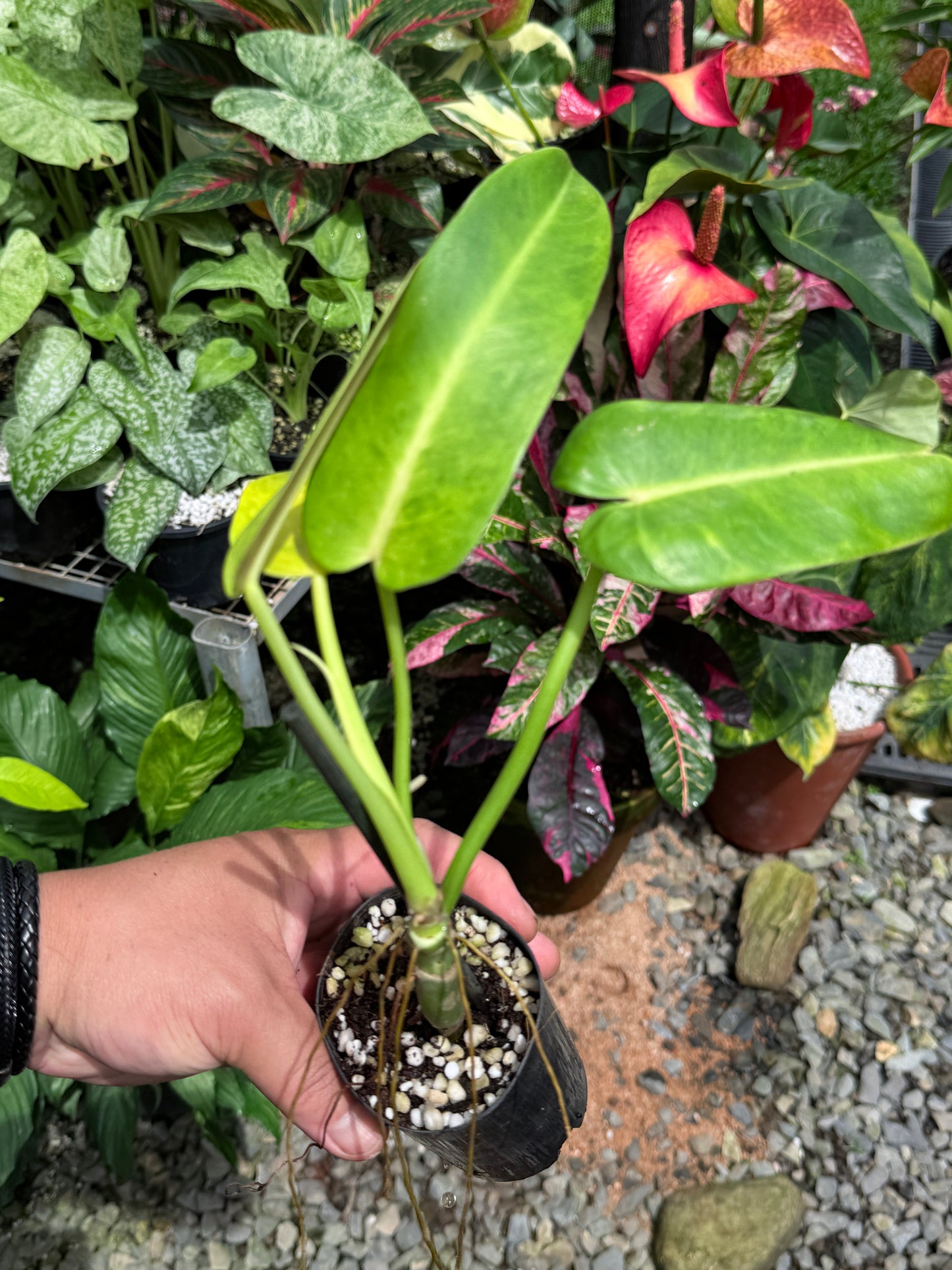 Philodendron 'Lemon Twist' J29