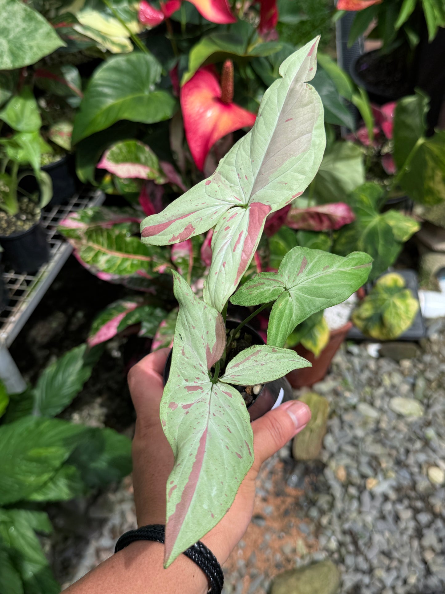 Syngonium 'Pink Salmon' J16