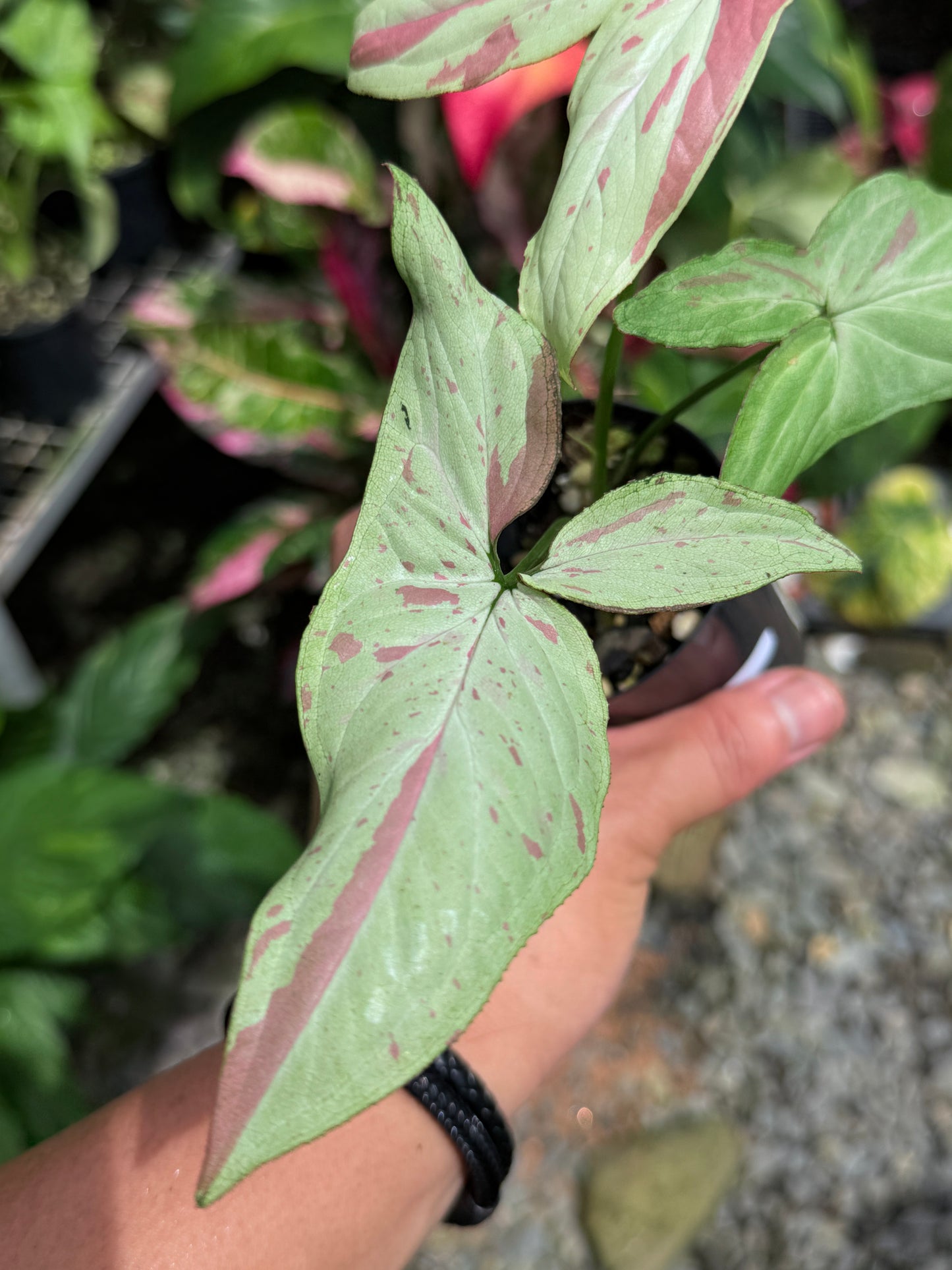 Syngonium 'Pink Salmon' J16