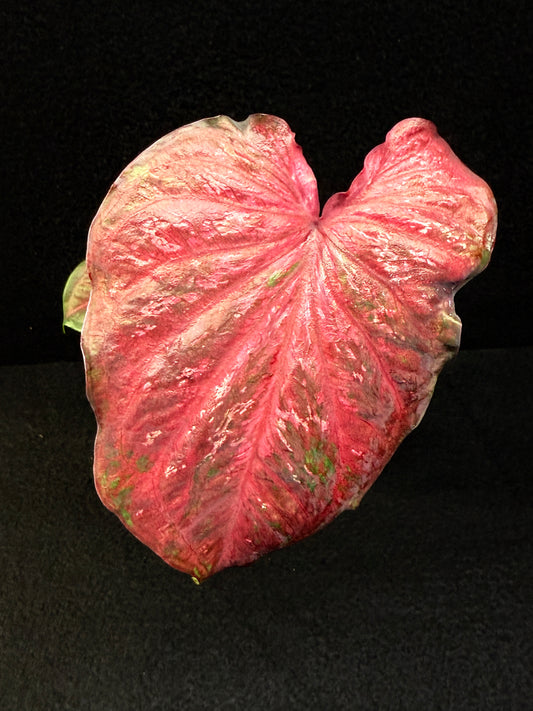 Caladium Hybrid E24