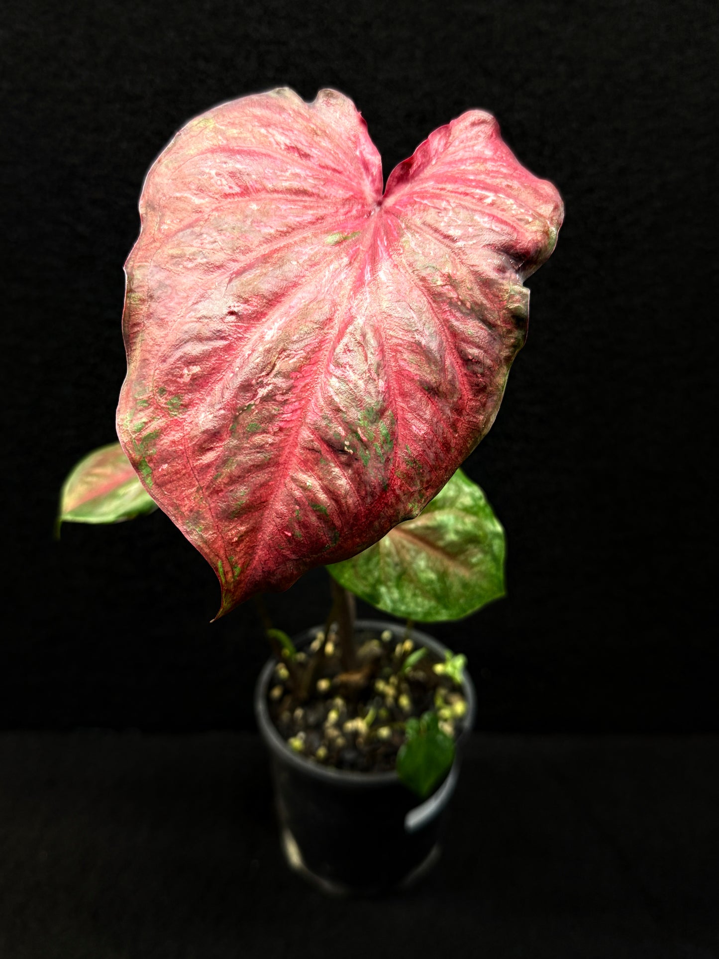 Caladium Hybrid E24