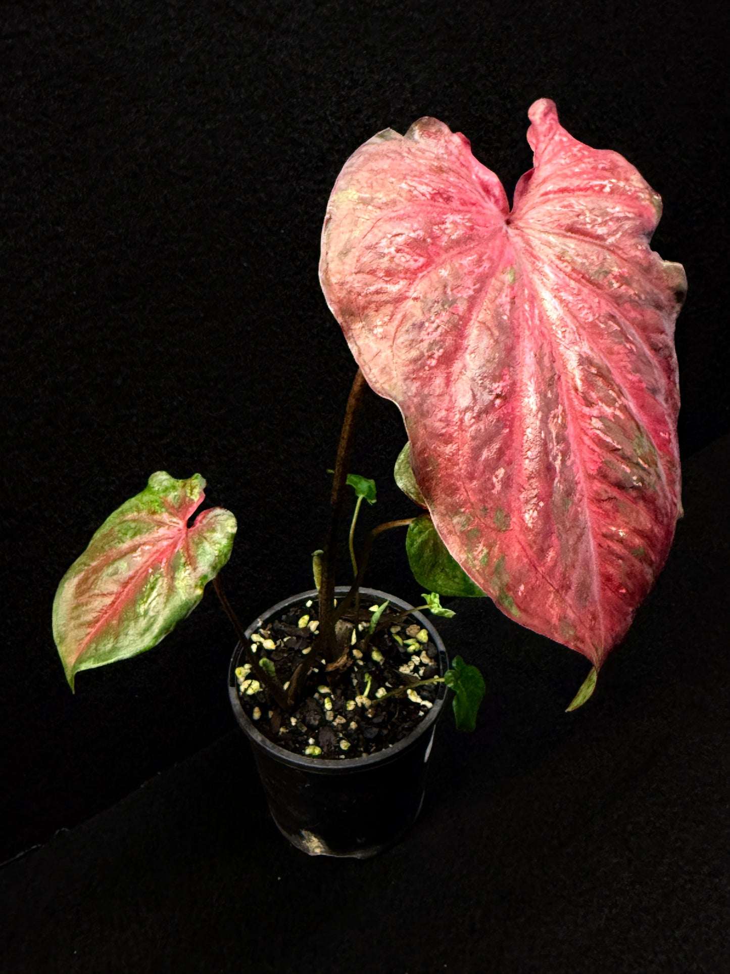 Caladium Hybrid E24