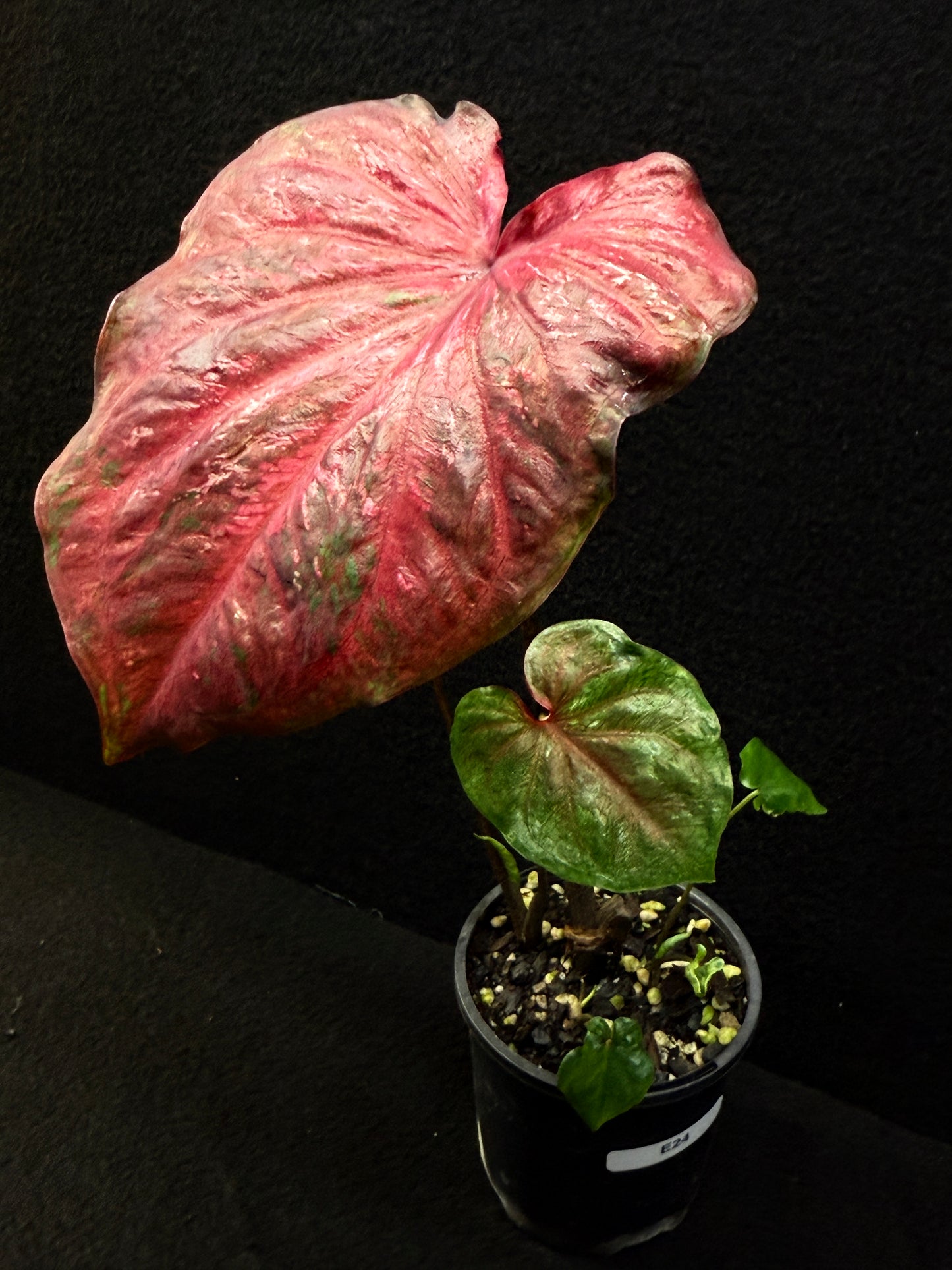 Caladium Hybrid E24