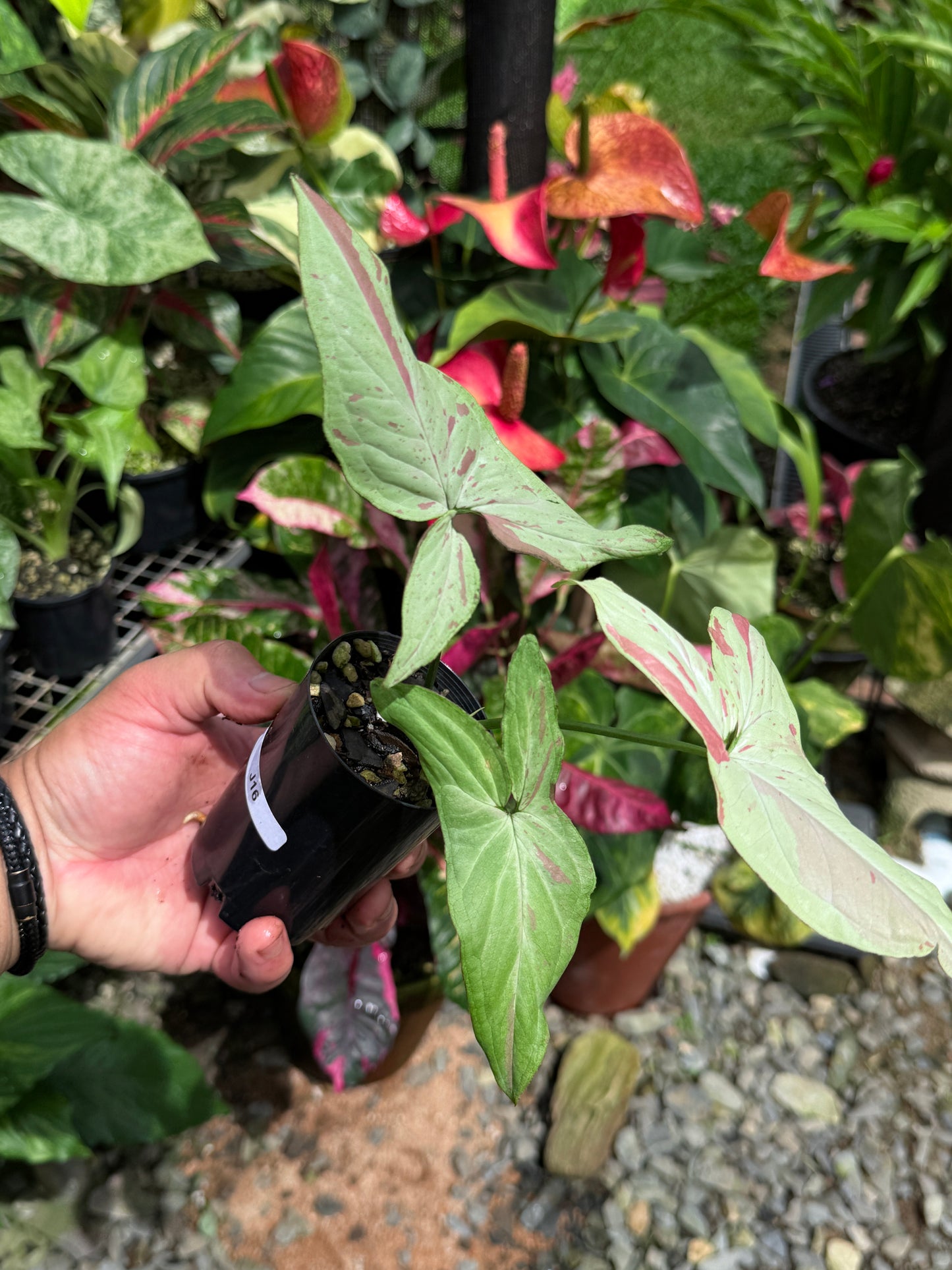 Syngonium 'Pink Salmon' J16