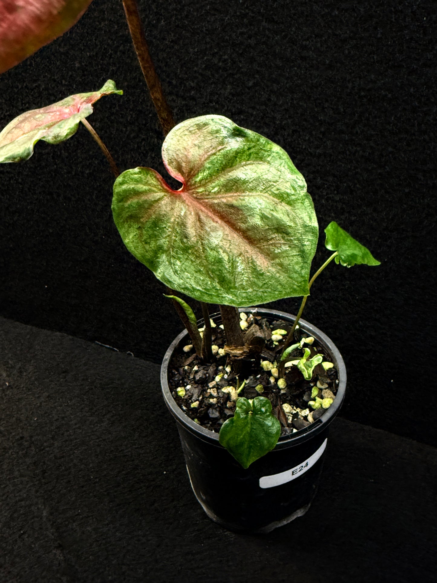 Caladium Hybrid E24