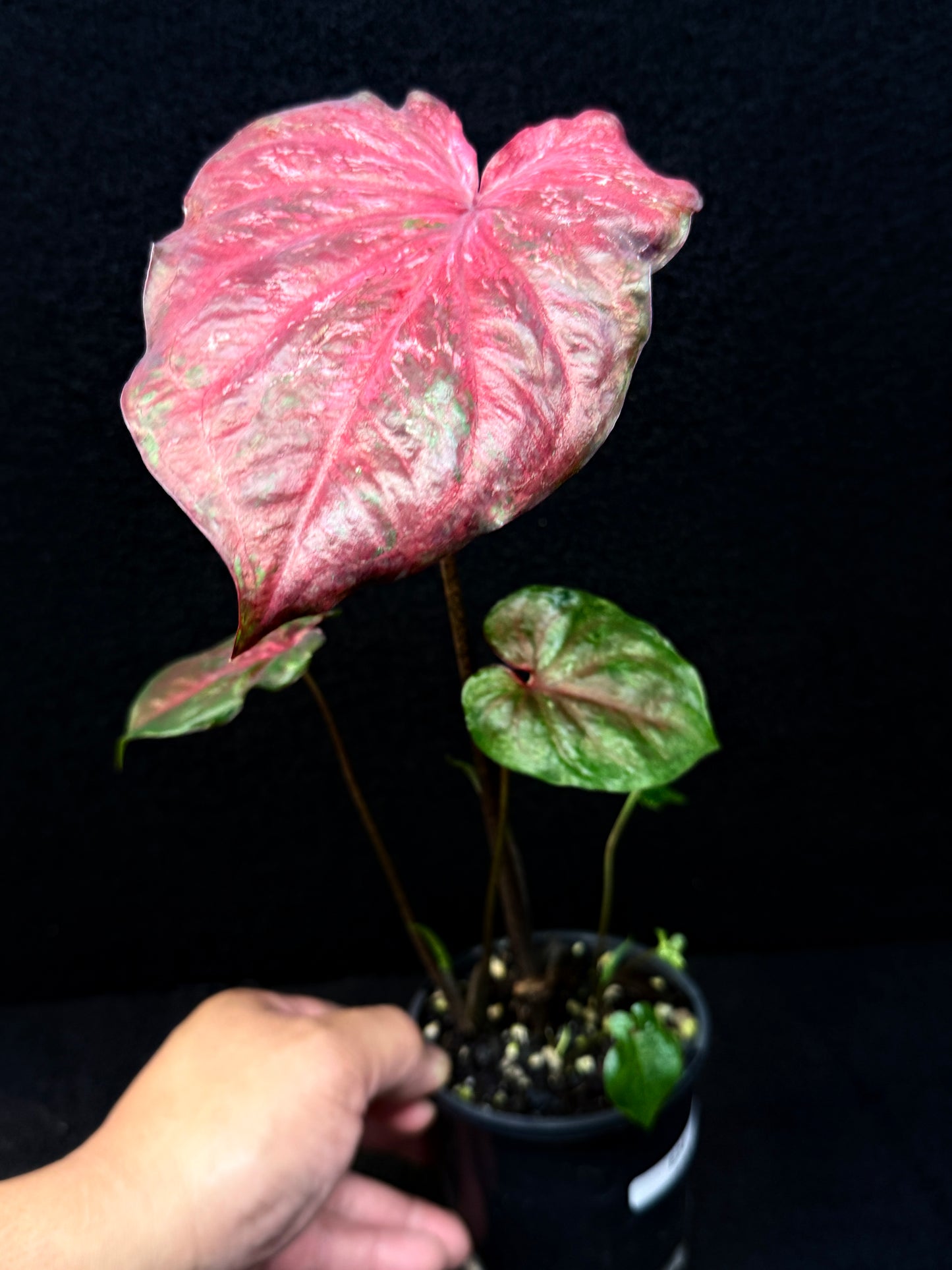 Caladium Hybrid E24