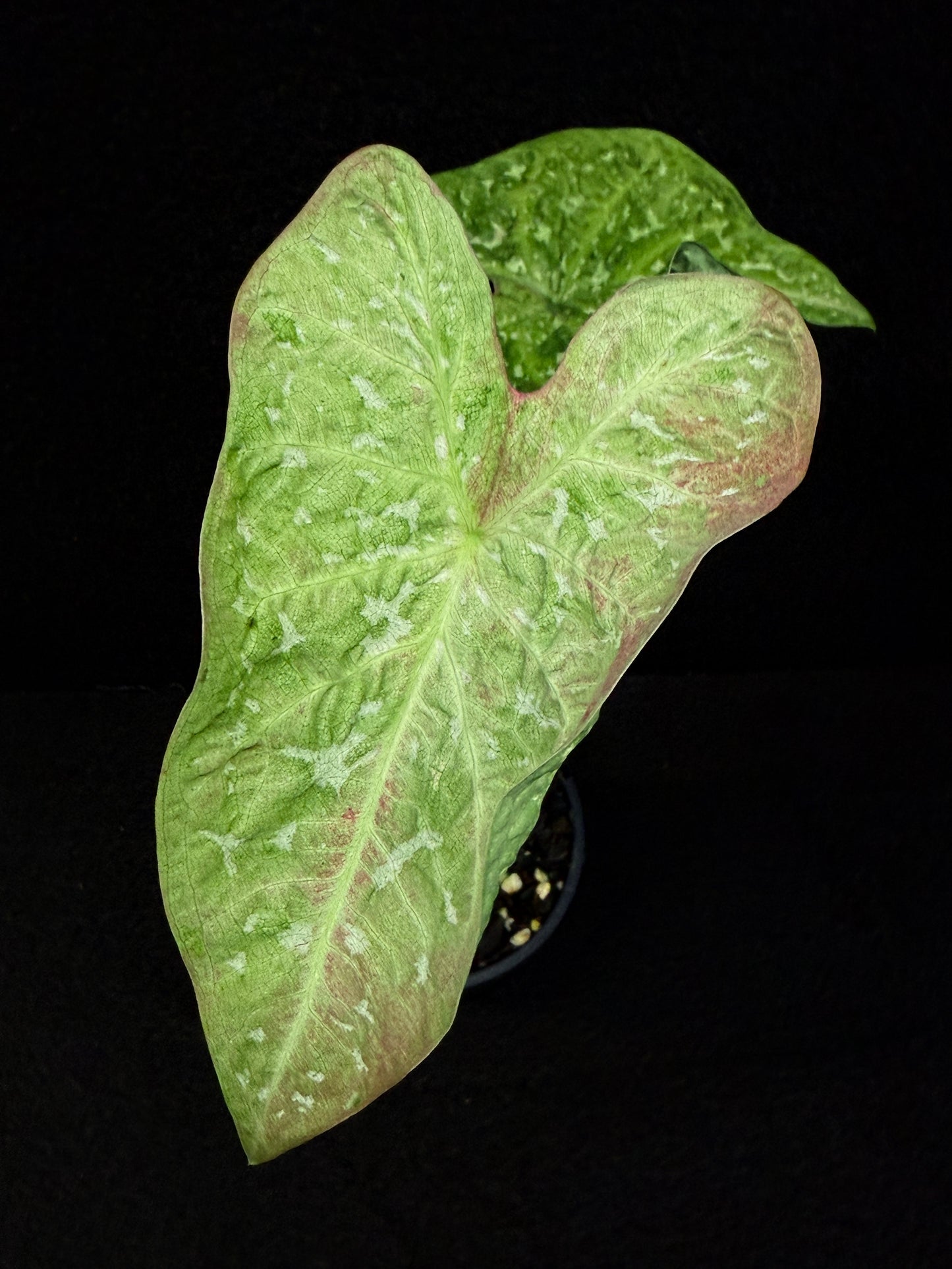 Caladium Hybrid E25