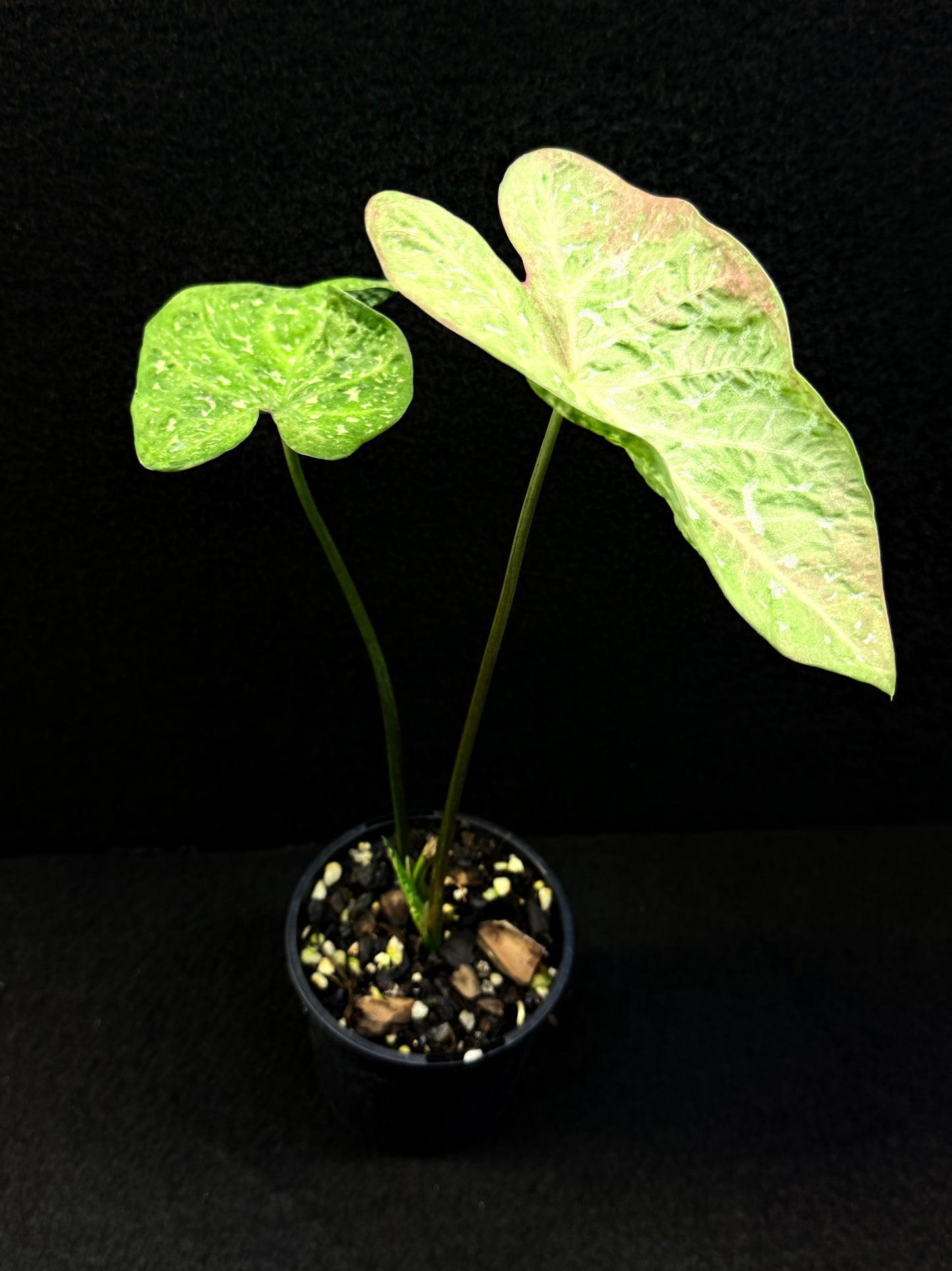 Caladium Hybrid E25