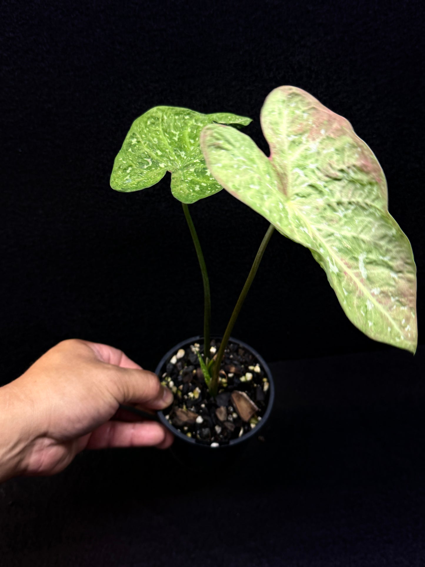 Caladium Hybrid E25