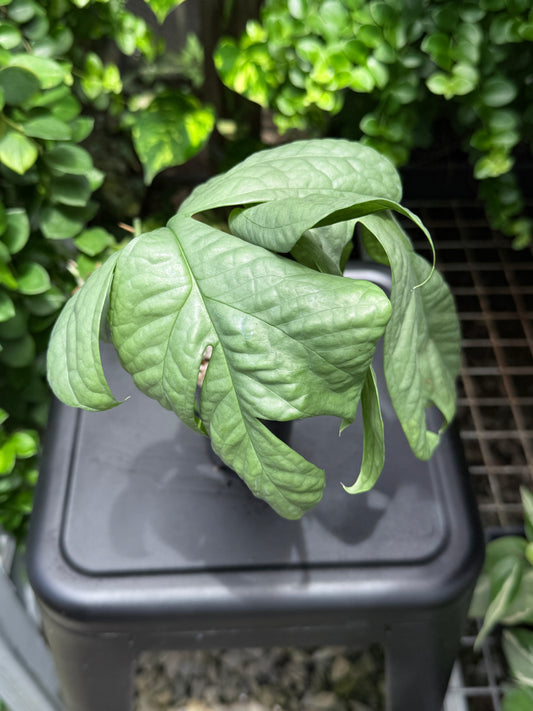 Amydrium 'Medium Silver' - Matured Form J26