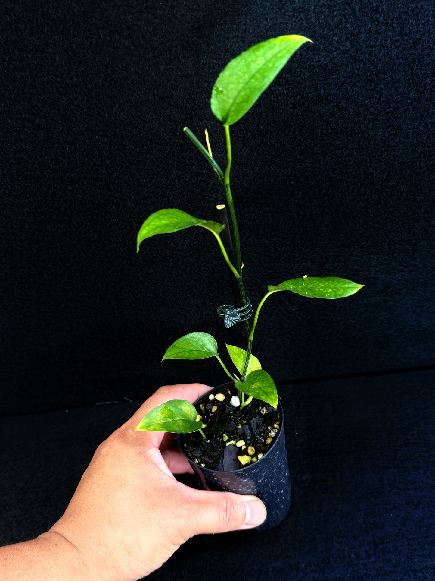 Epipremnum pinnatum 'Skeleton Key' - Best Pick of the Crop!