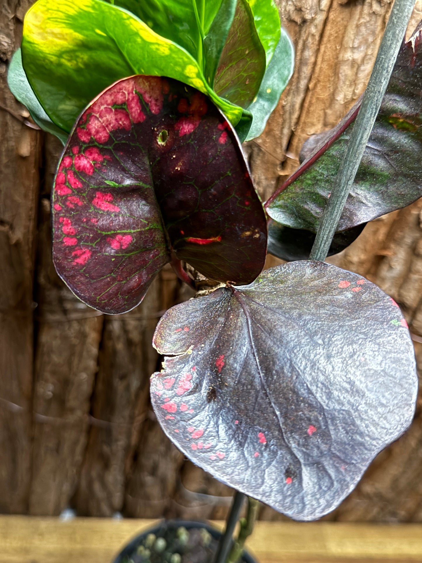 Croton Codiaeum Thai Lotus I76