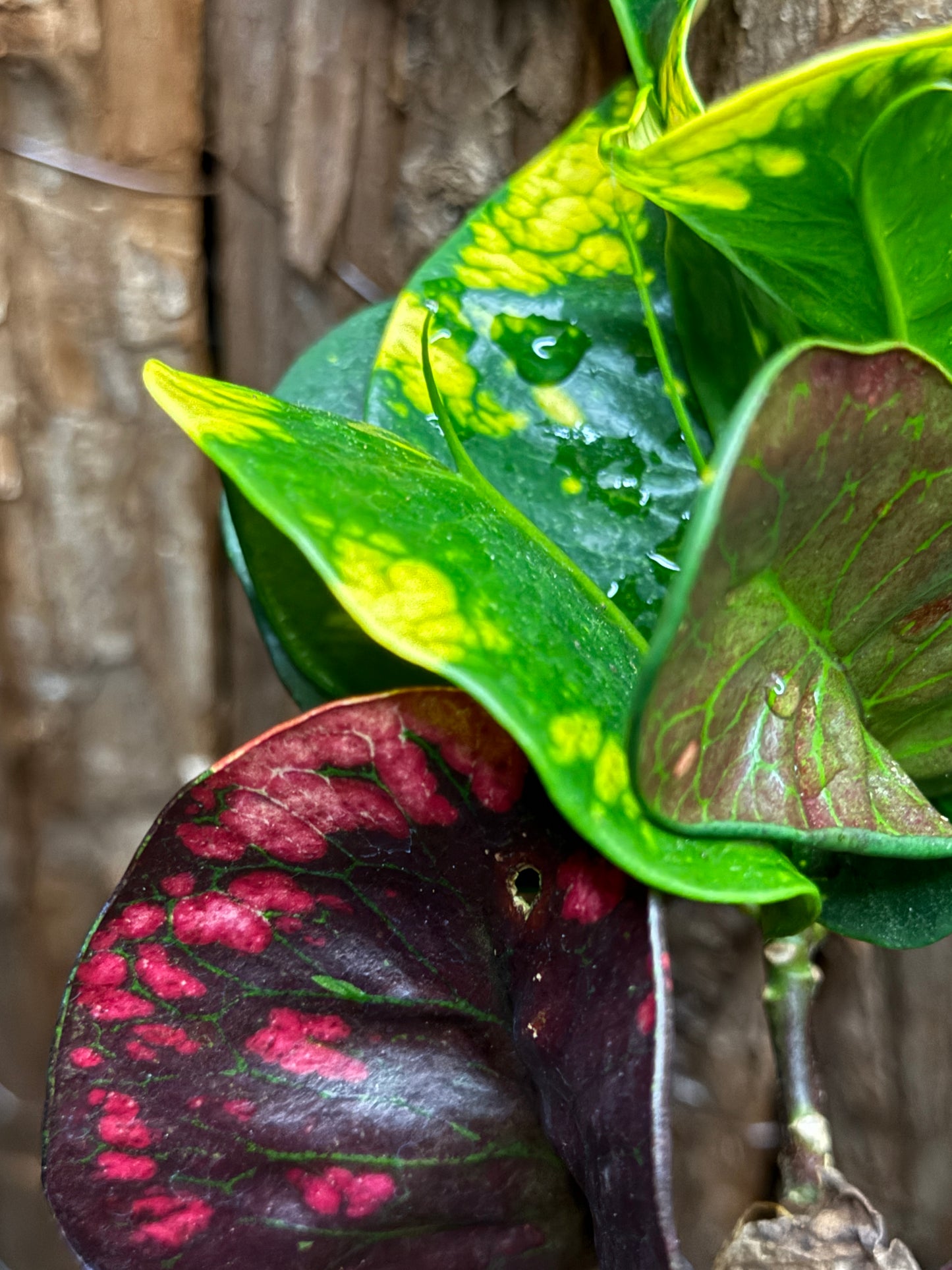 Croton Codiaeum Thai Lotus I76