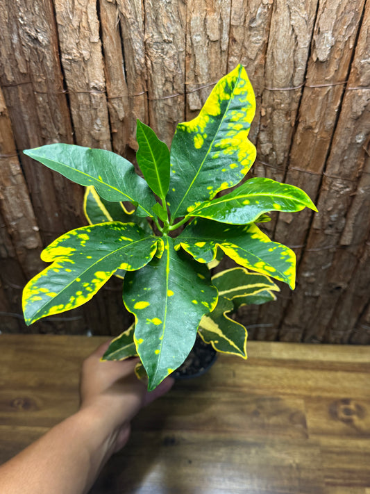 Croton Codiaeum Creme Caramel I79