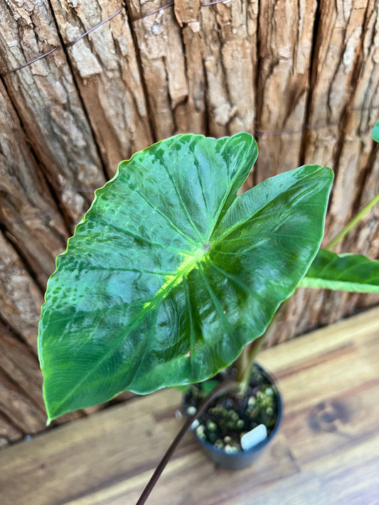 Colocasia White Lava B308